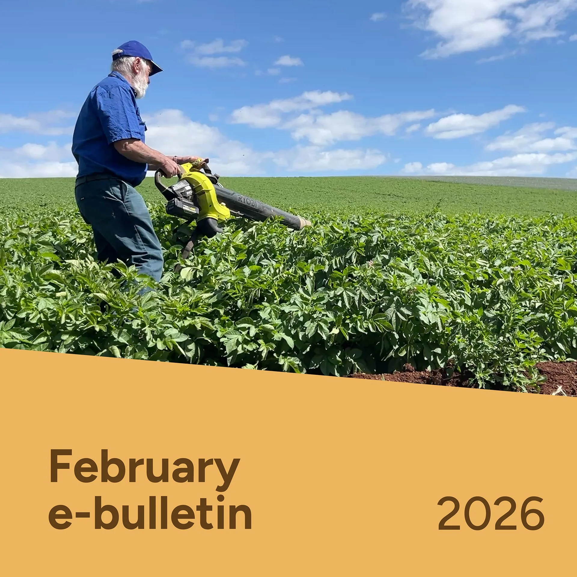 PotatoLink Bulletin February 2026
