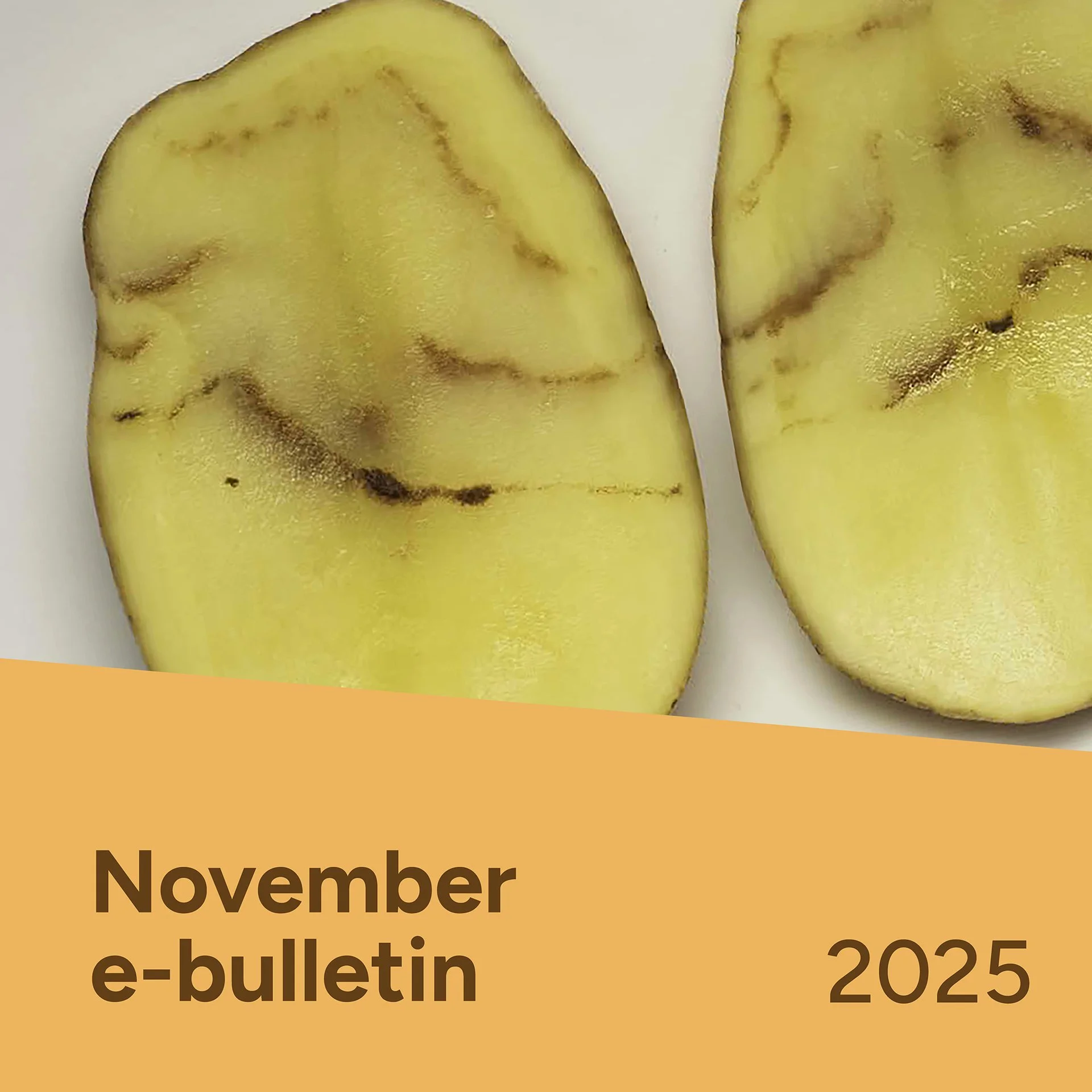PotatoLink Bulletin November 2025