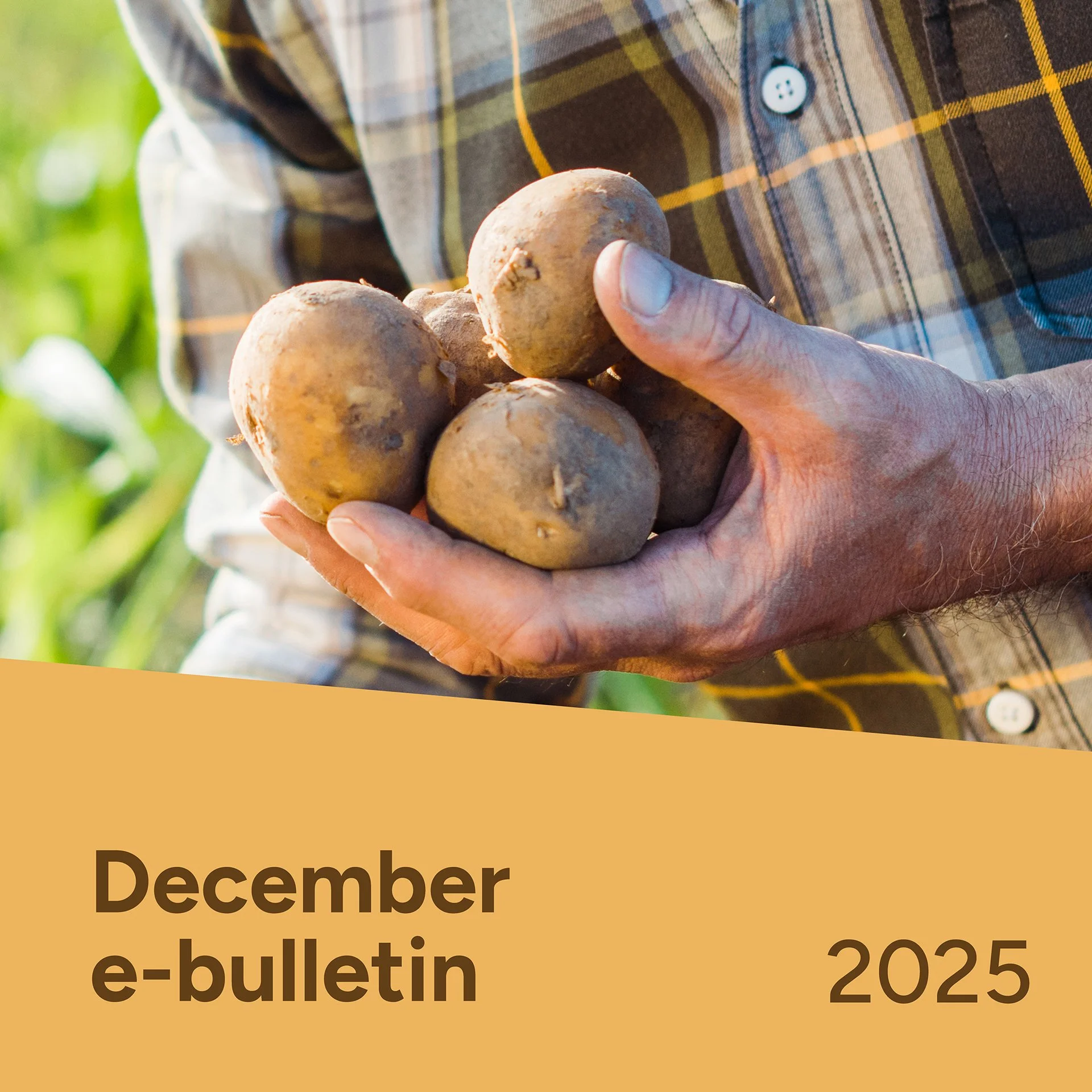 PotatoLink Bulletin December 2025