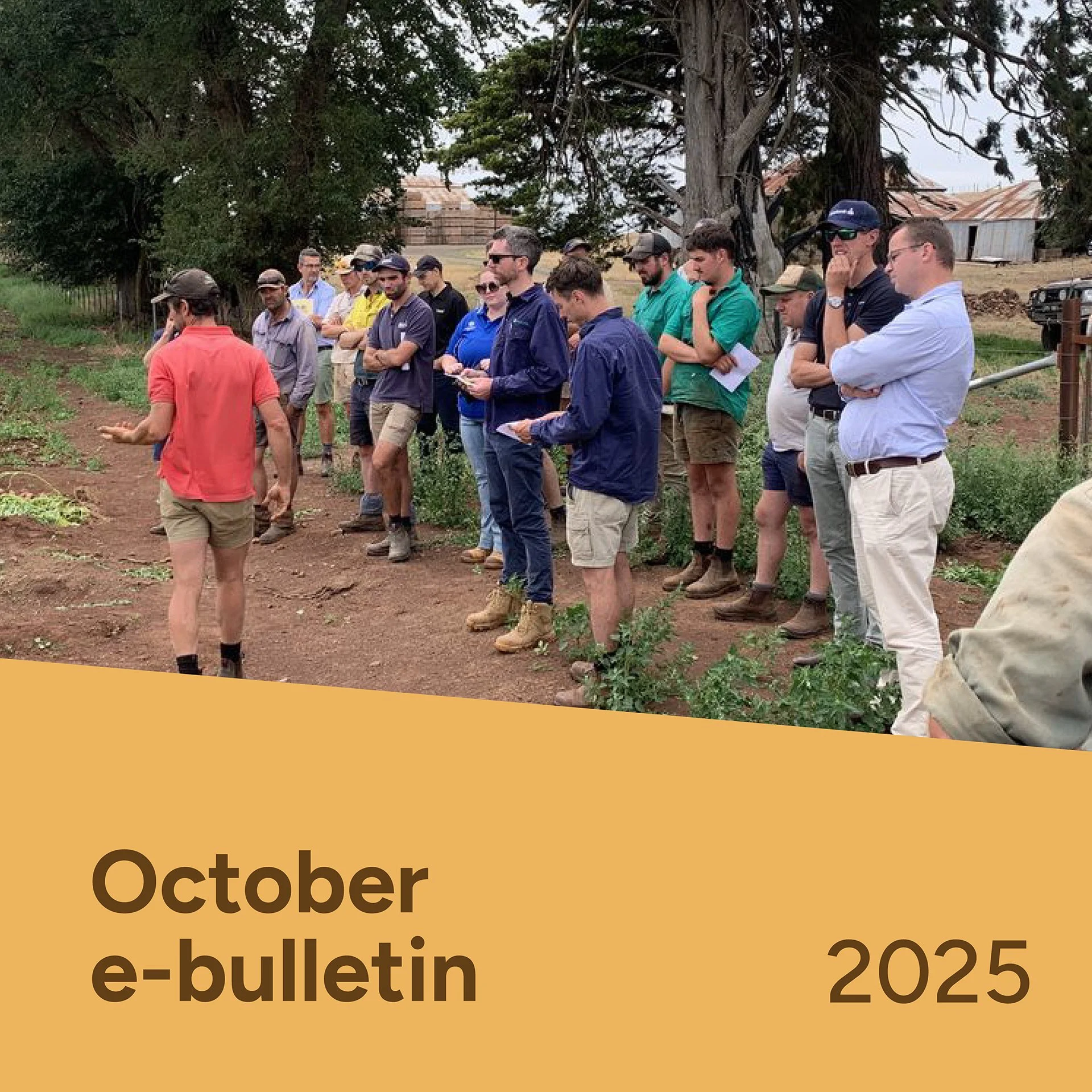 PotatoLink Bulletin October 2025