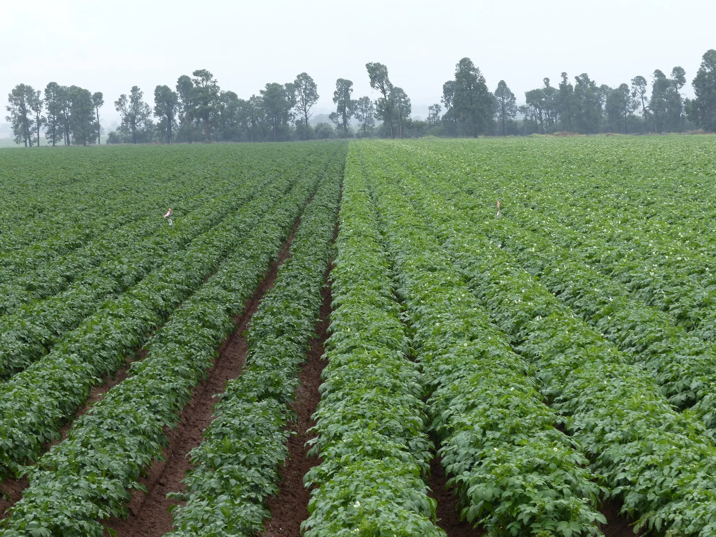 Optimising nutrient use efficiency in potatoes