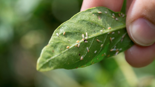 Citizen science supporting TPP surveillance