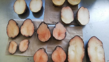 Pink Rot Project Update