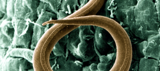 Scoping study for soil borne pathogens