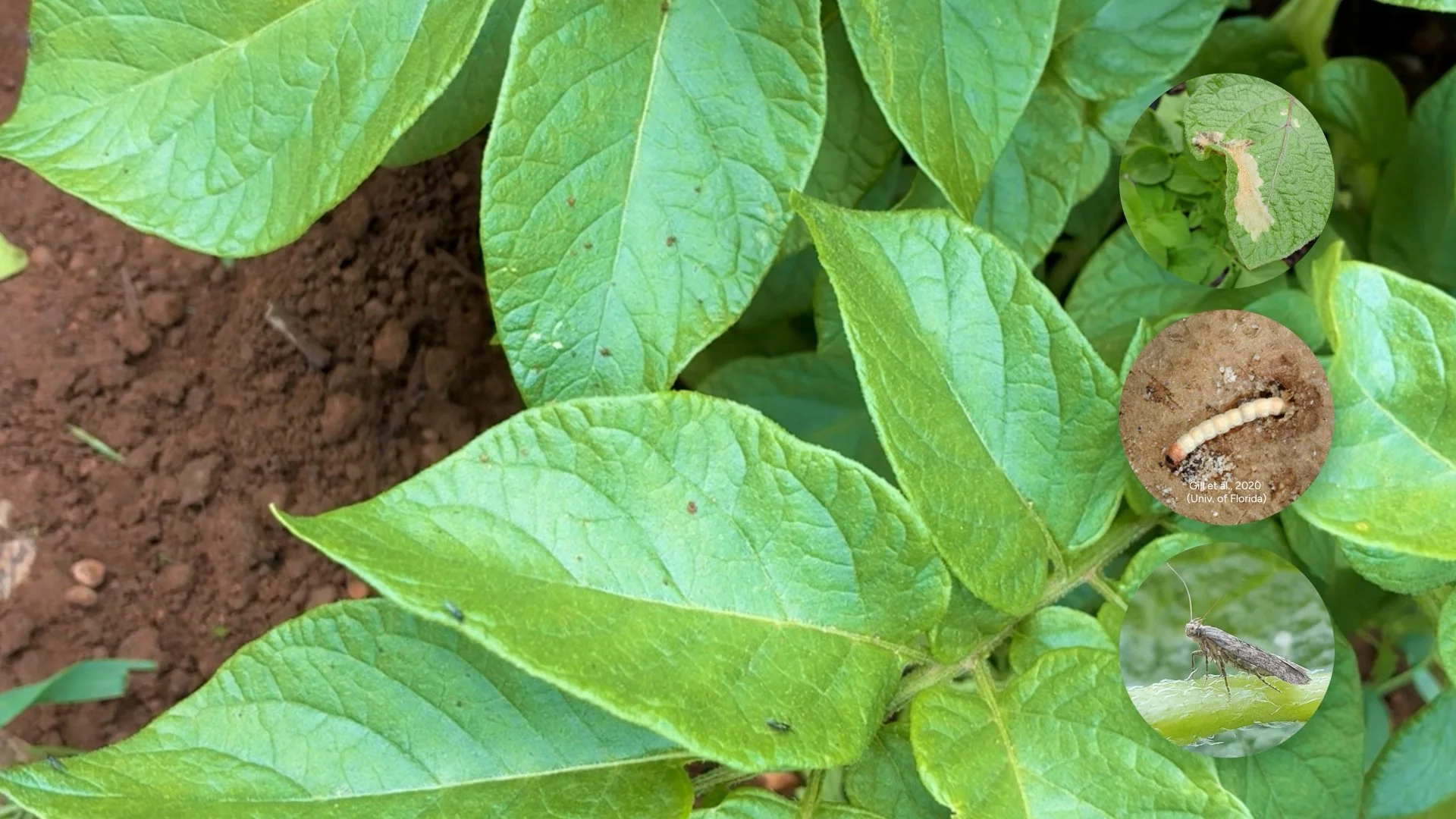 PotatoLink Video: Lessons from the IPM workshops