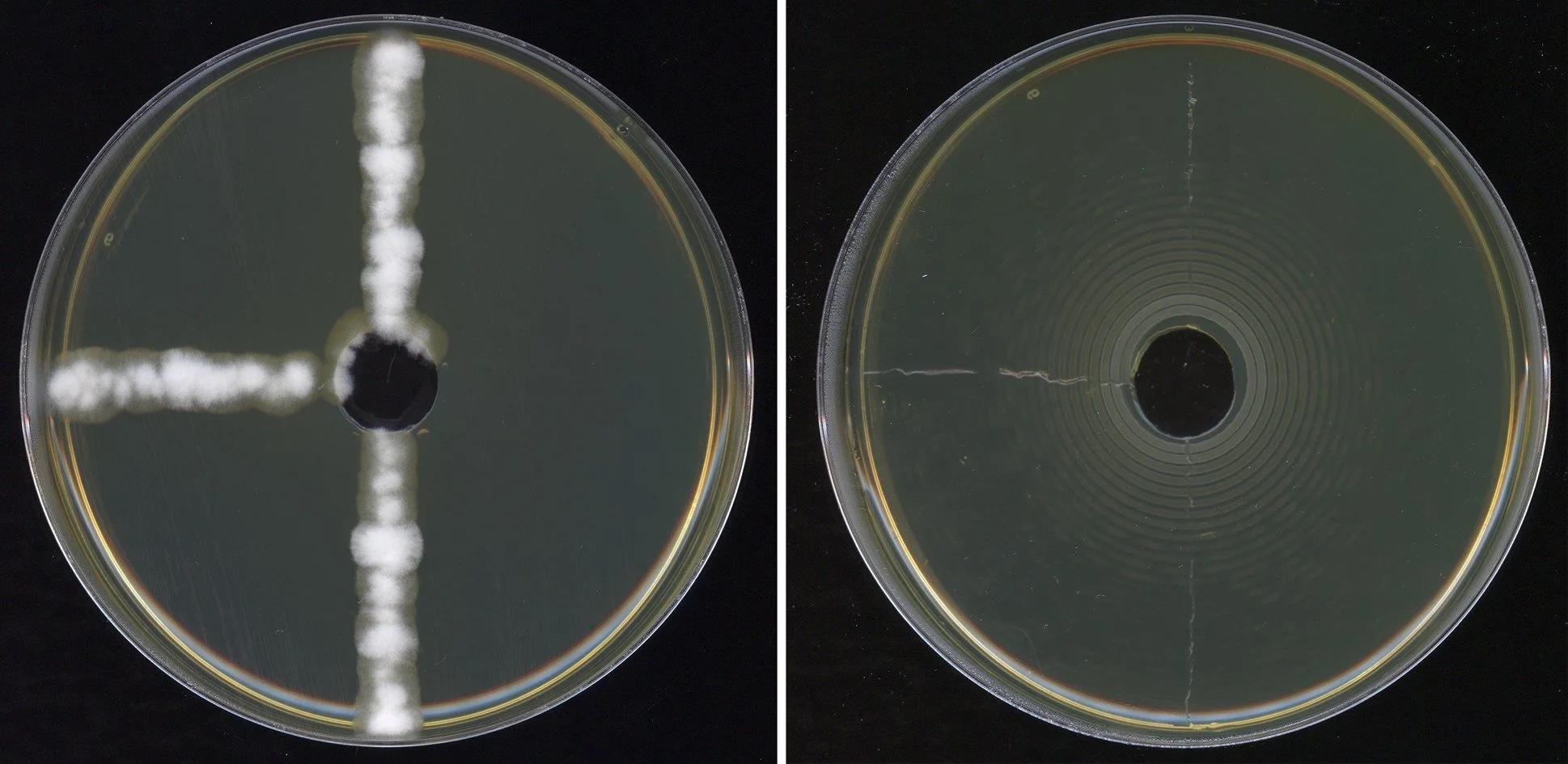 Guide for managing target spot &amp; fungicide resistance in SA