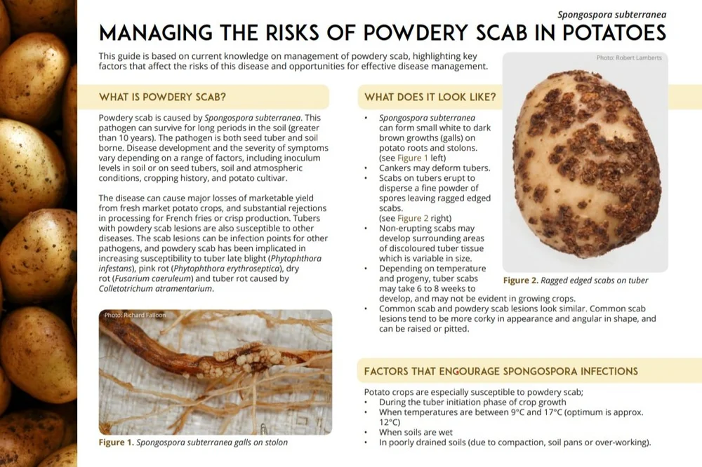 Managing the risks of powdery scab in potatoes — PotatoLink