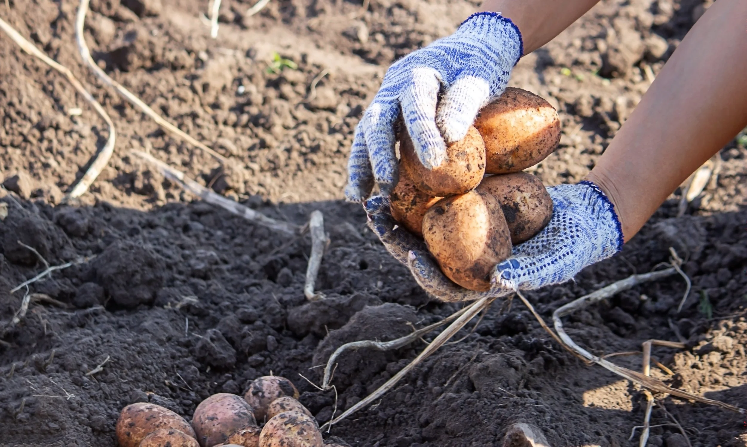 Biosecurity beyond the paddock