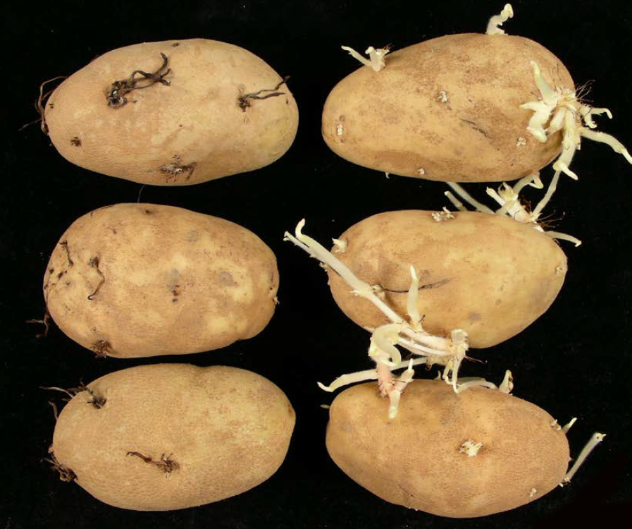 Stopping the sprouts without CIPC