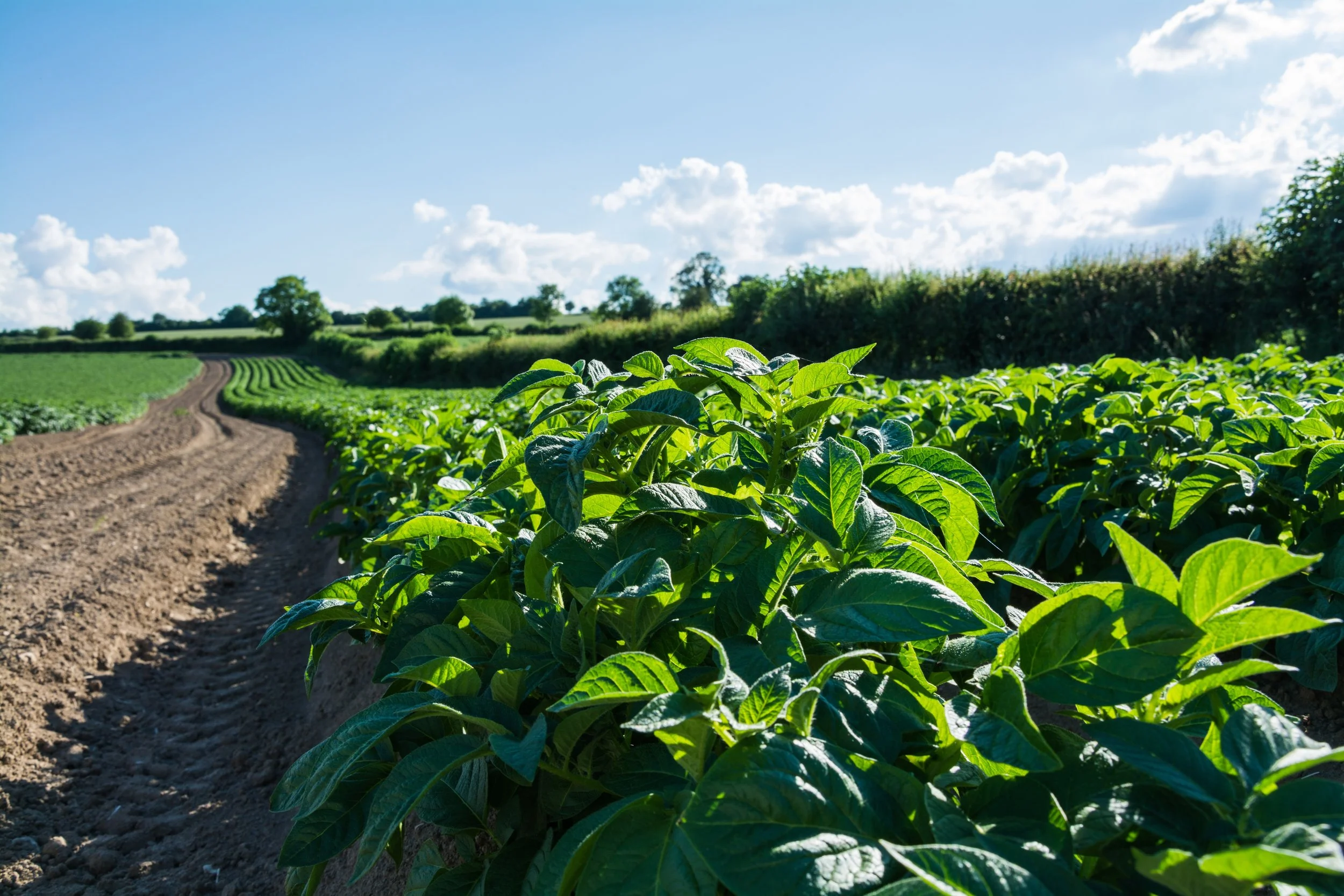 Don’t give pests a free ride