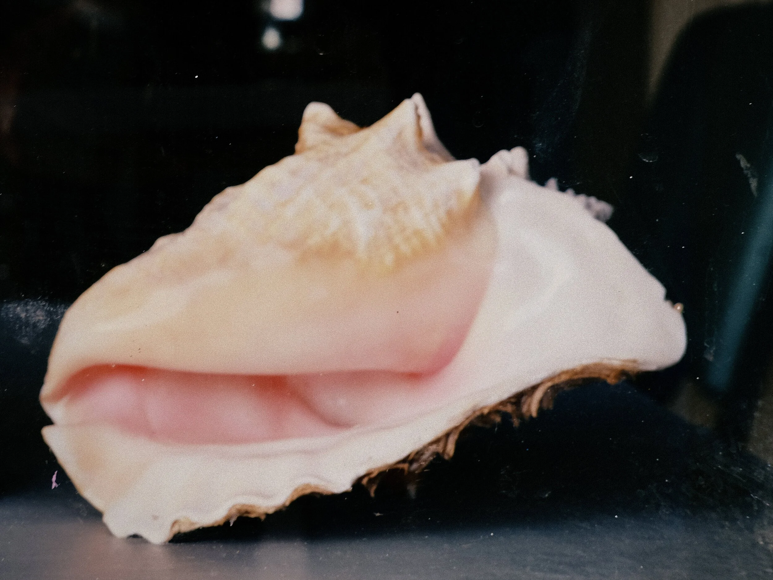 DSCF2427.JPG