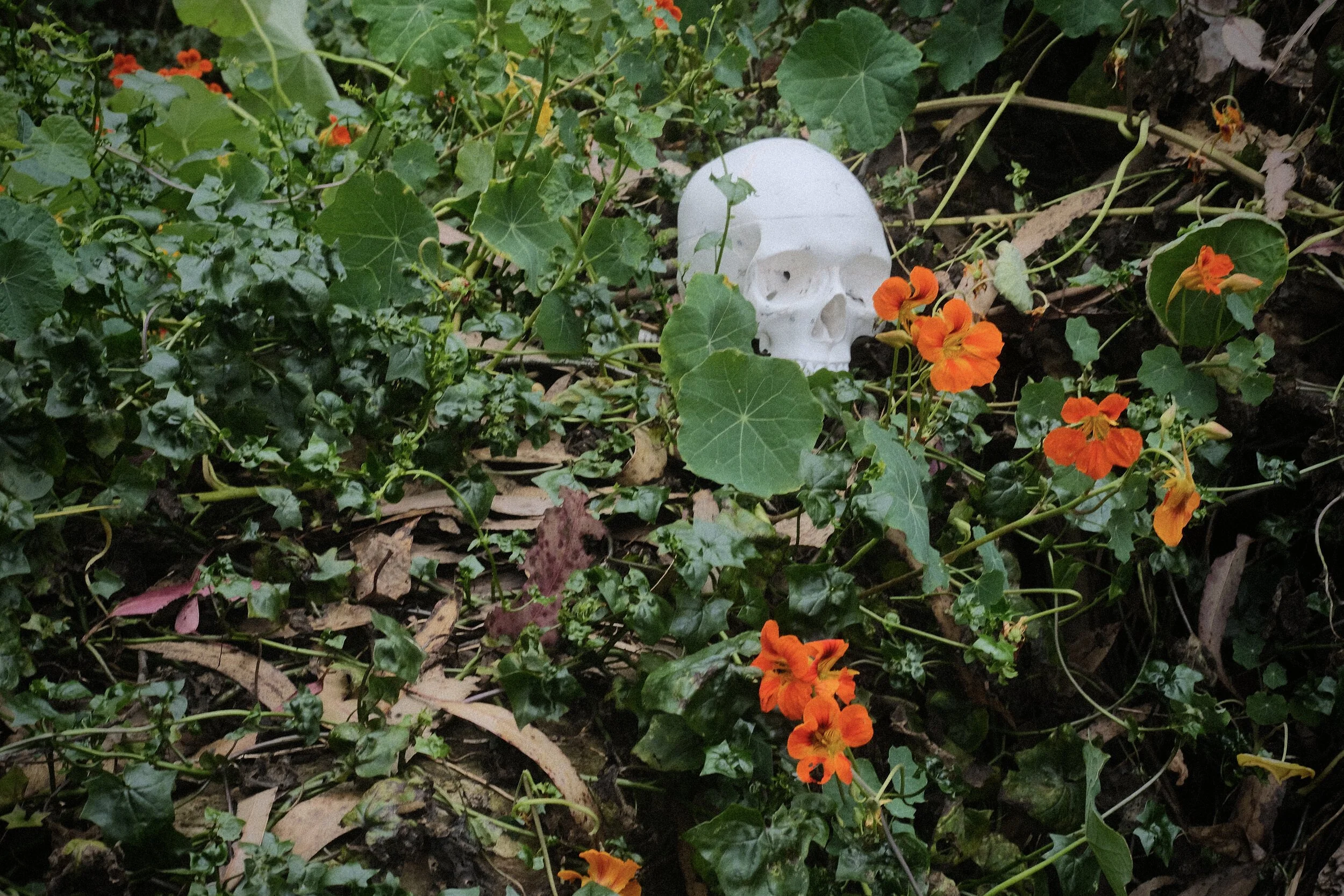 DSCF6486.JPG