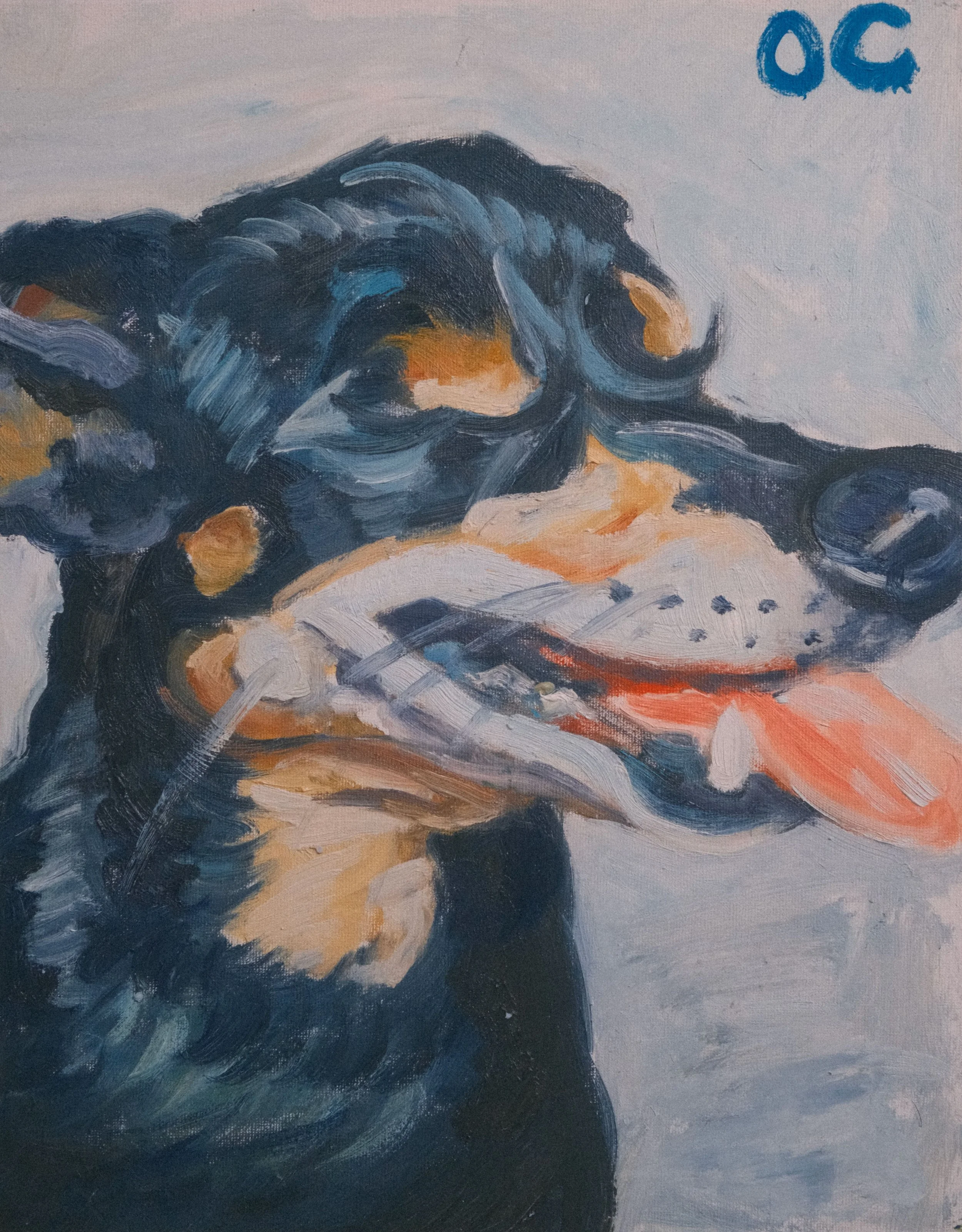 Breezy dog