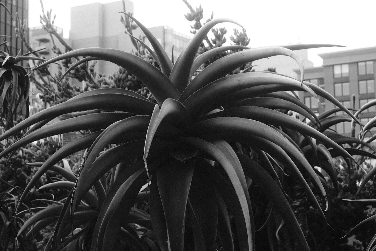 DSCF0858.jpeg