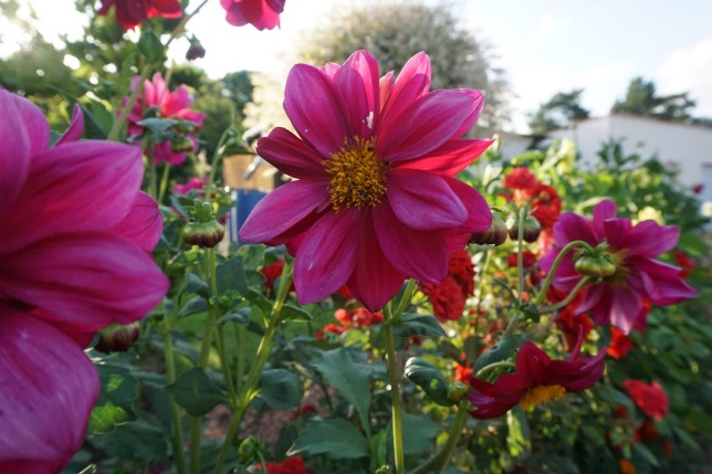 Inscription au Concours des maisons fleuries 2022 !