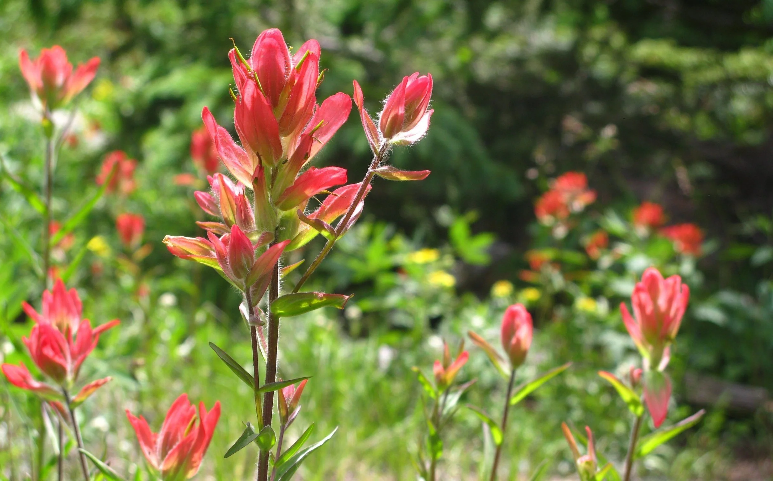 Copy of IMG_4301.jpg