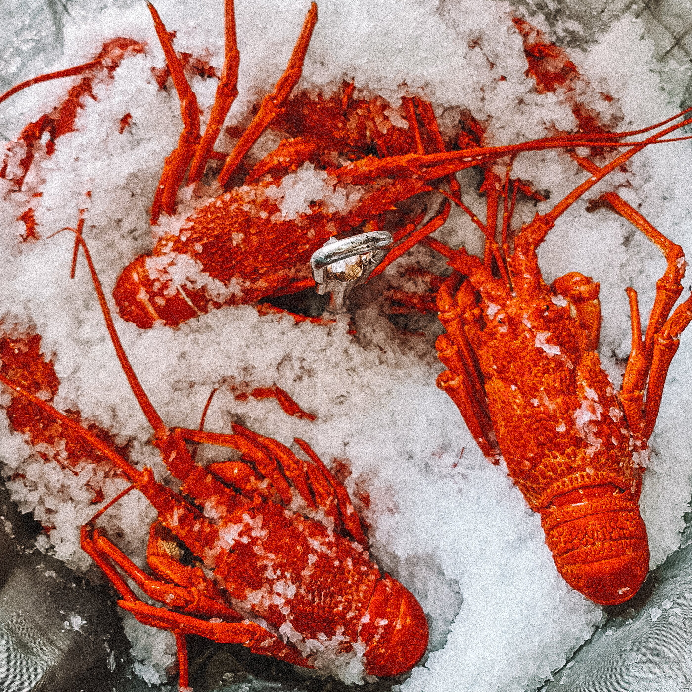 Vasiliki Melbourne's Freshest Southern Rock Lobsters