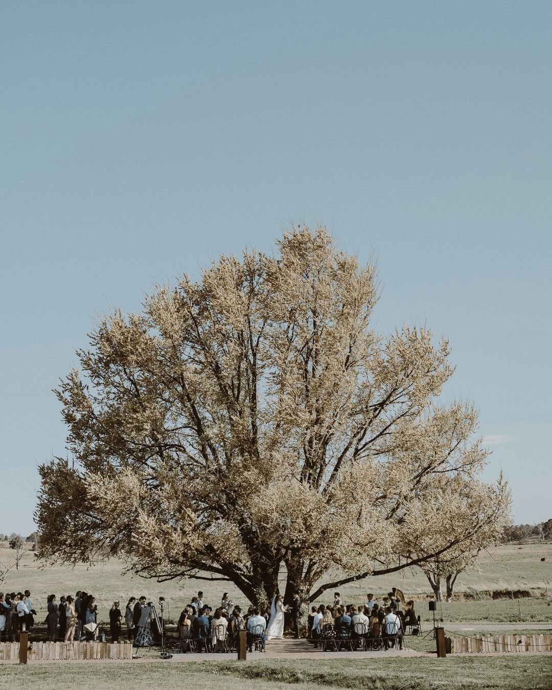 Beneath the boughs of our majestic Elm tree, over 60 years of whispered wishes and shared secrets add magic to each ceremony. 🌳✨ It stands proudly at Petrichor Farm as a witness to countless moments of joy and celebration. This enchanting spot could