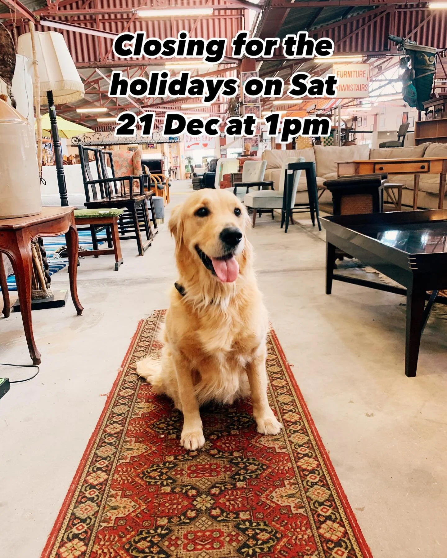Stop by the shop this week to get your furniture sorted for the holidays! We&rsquo;ll be closing up the shop for the holidays on Saturday 21 December at 1pm 🐶👍