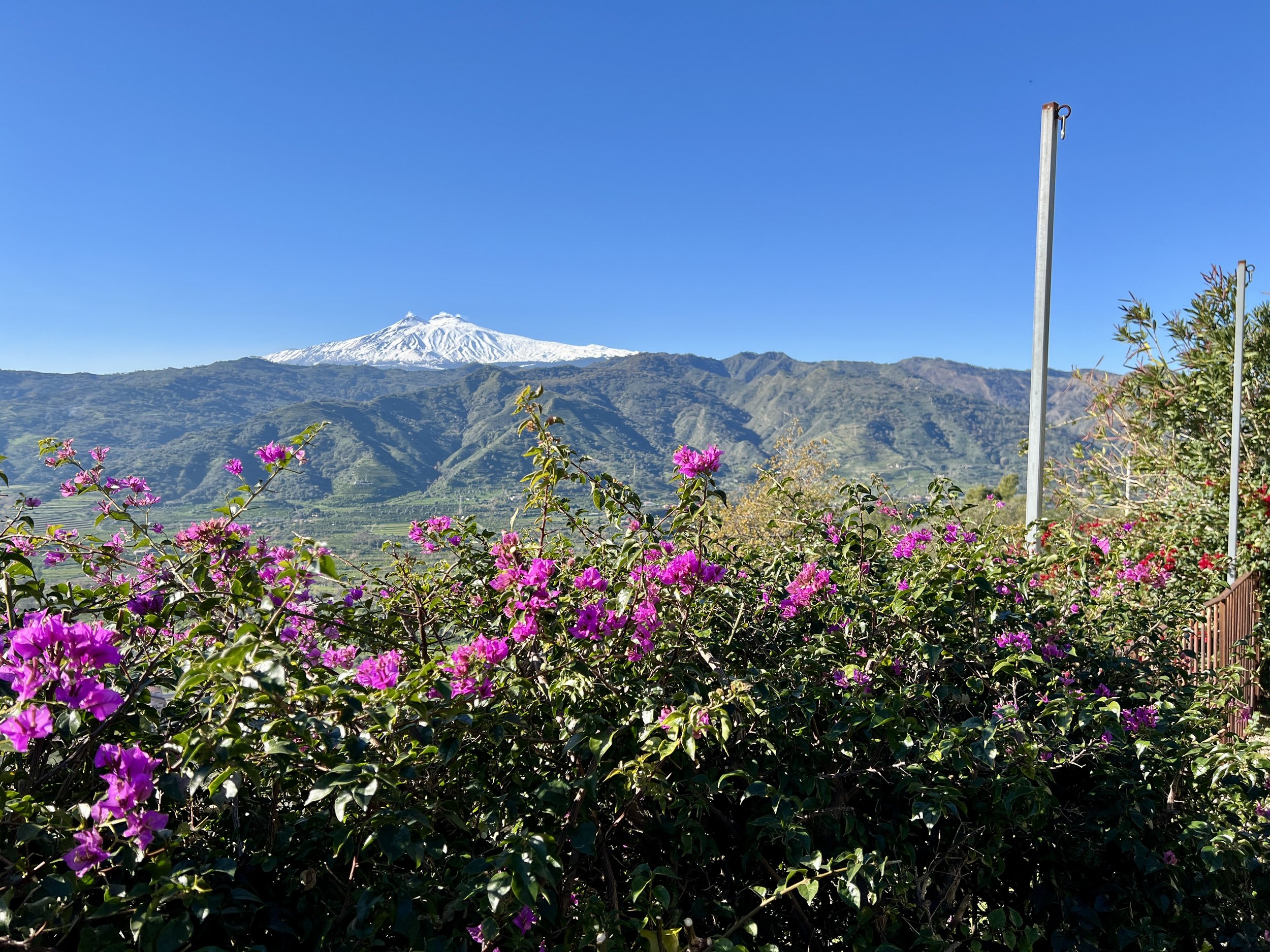 Blühende pinkfarbene Bougainvillea im Vordergrund, im Hintergrund Berge mit schneebedecktem Gipfel und blauem Himmel.