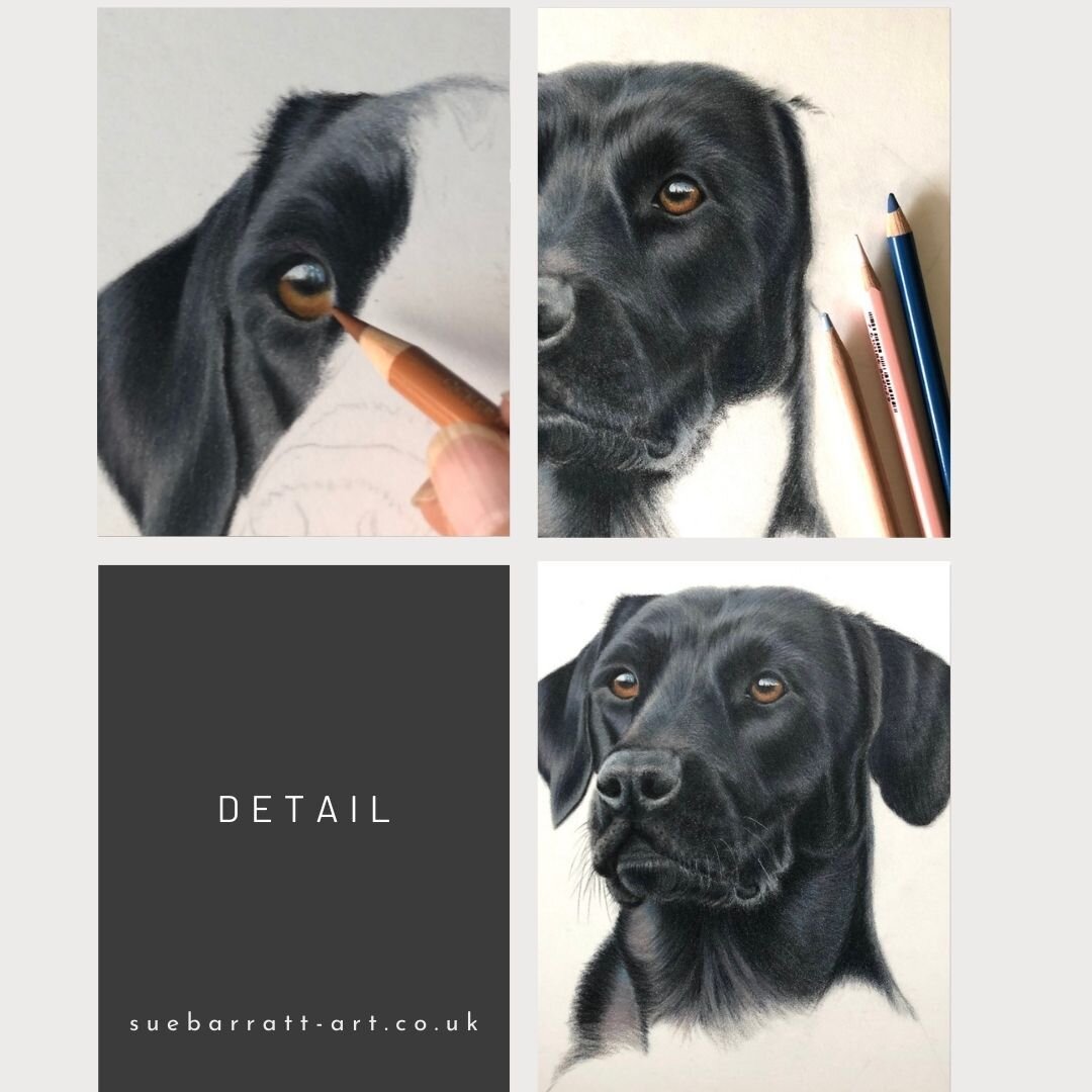 Black labs - an all-time favourite!! If you can't seem to get a good picture of your black dog give me a call and I'll give you some helpful tips. 

#labradorsofinsta #labradorlife
#labradorsoftheday #labradorsandfriends
#labradorportrait #dogportrai