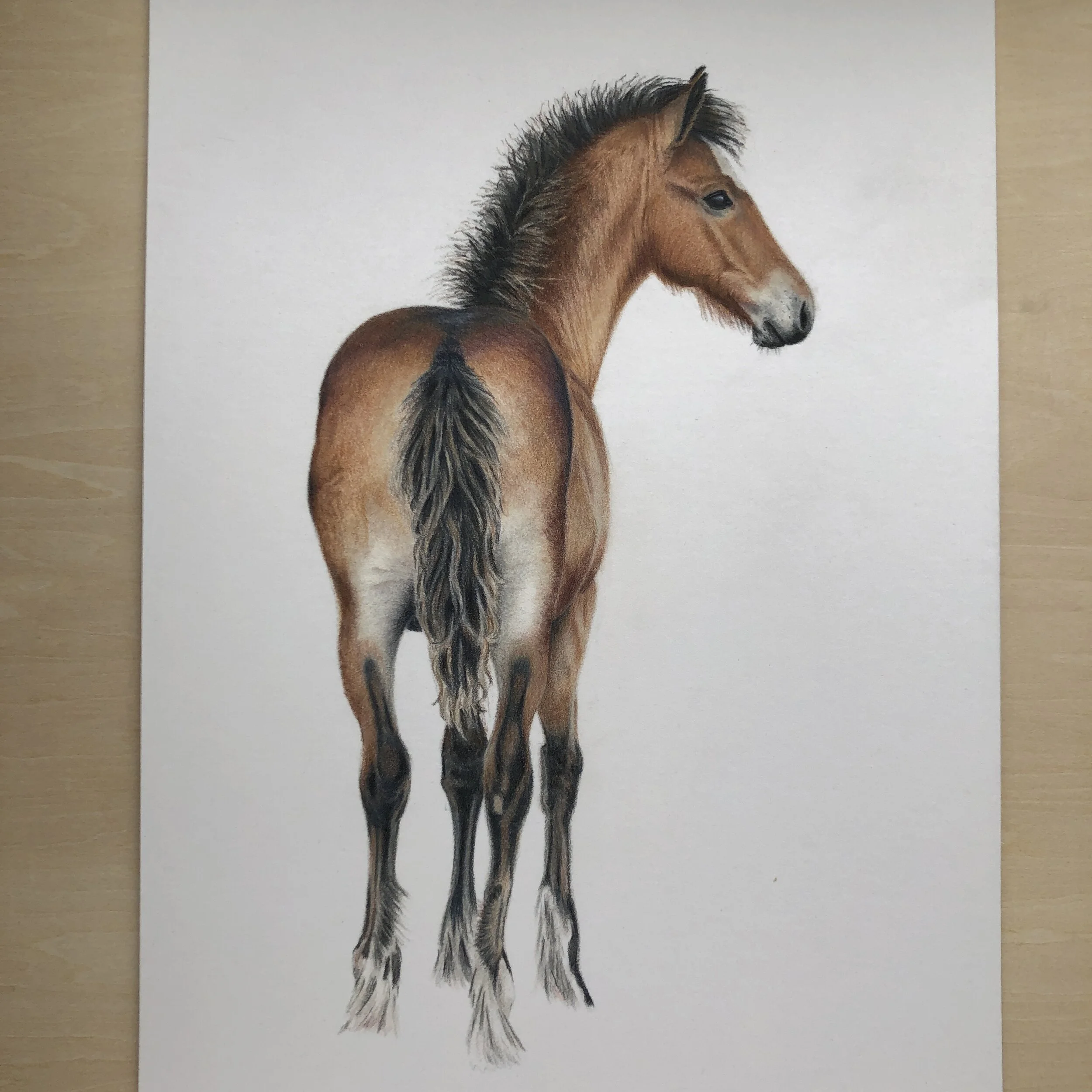 Pet portrait artist creating lifelike drawings of horses, dogs and cats ...
