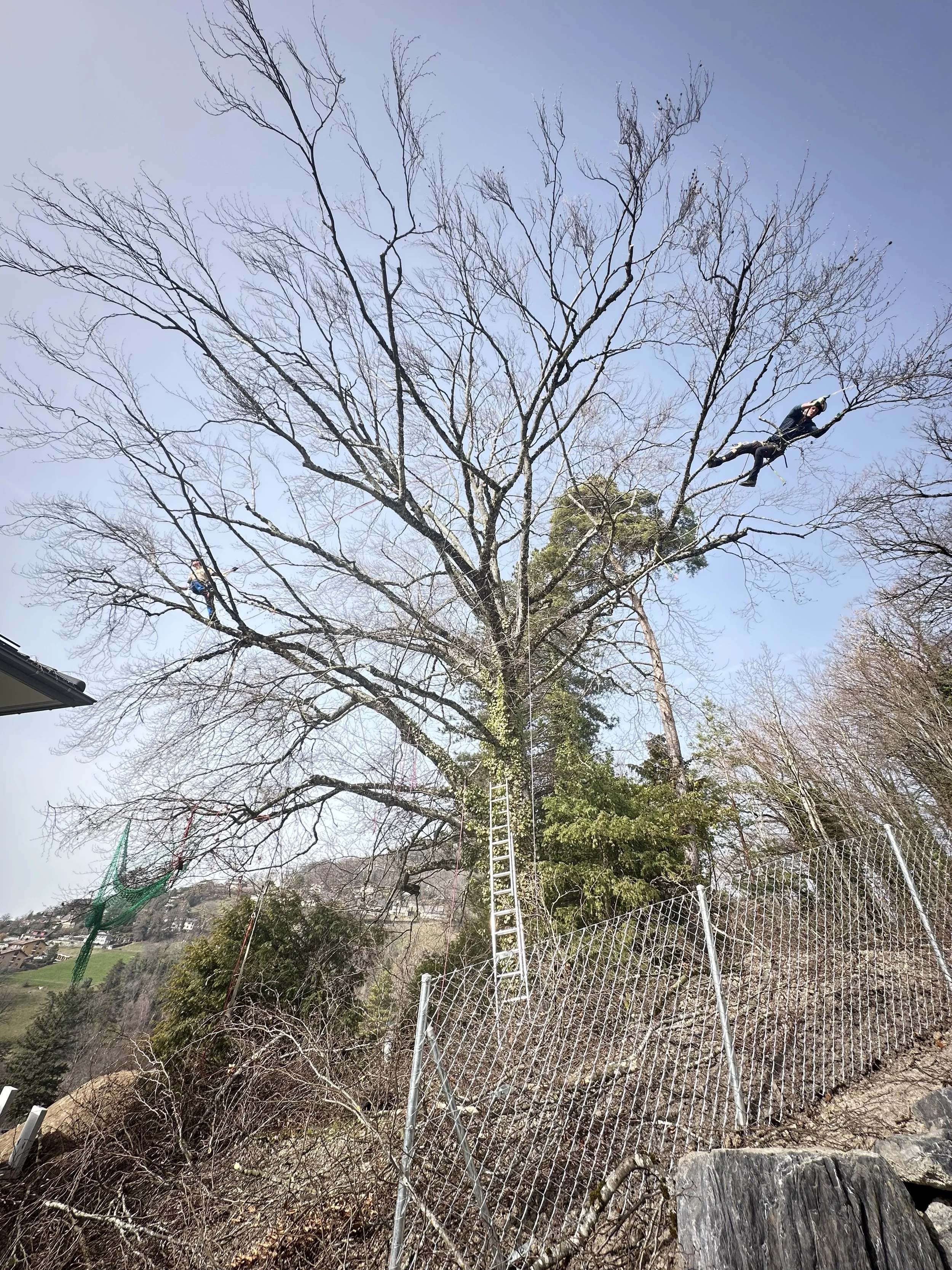 Elagage à Jongny - 2026