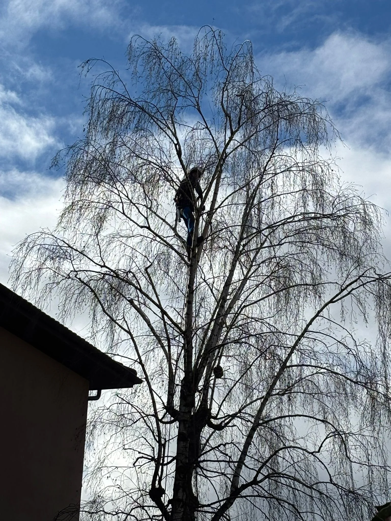 Elagage à Morges - 2026