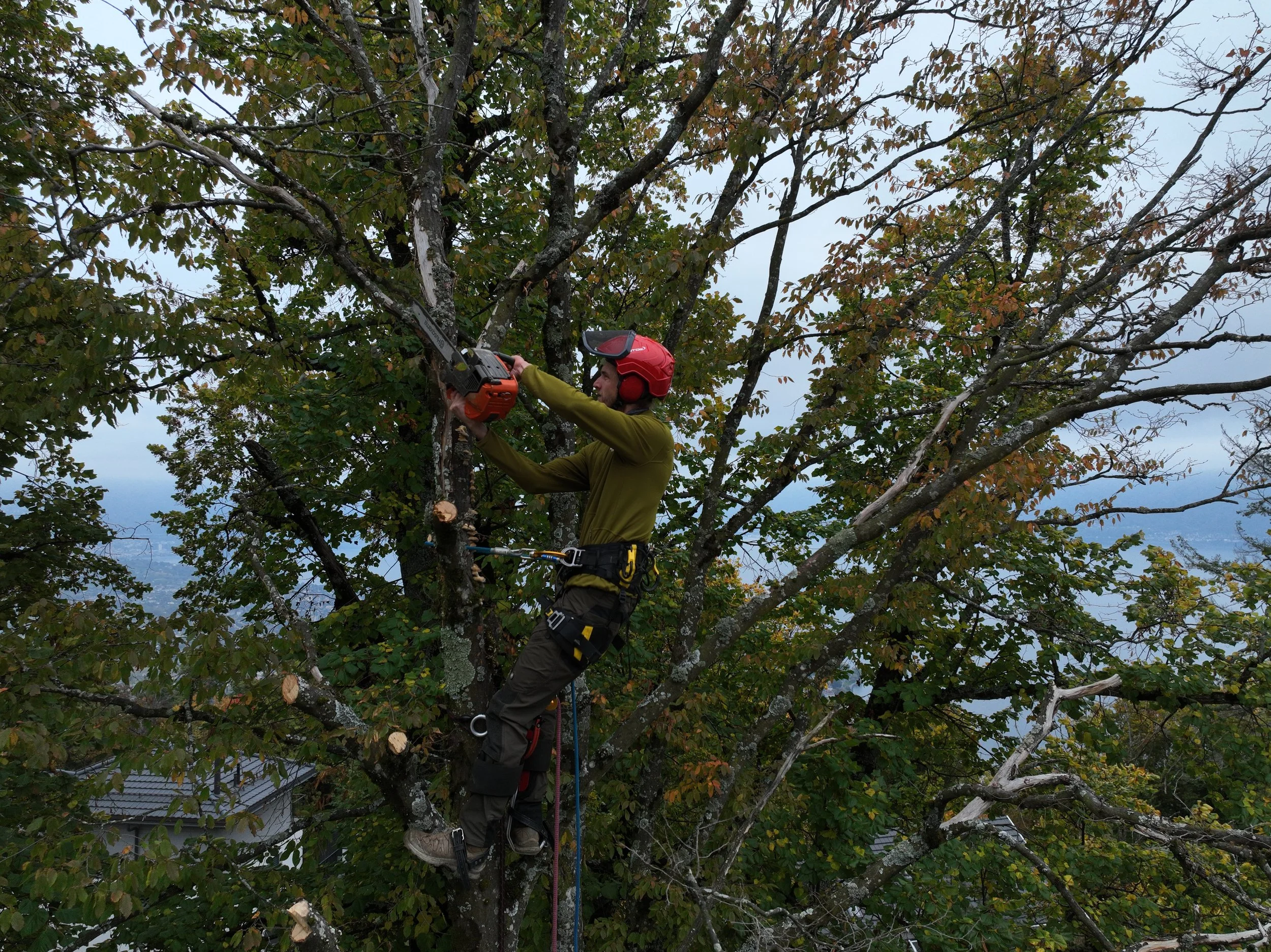 Démontage/Abattage - Mont-Pèlerin 2025