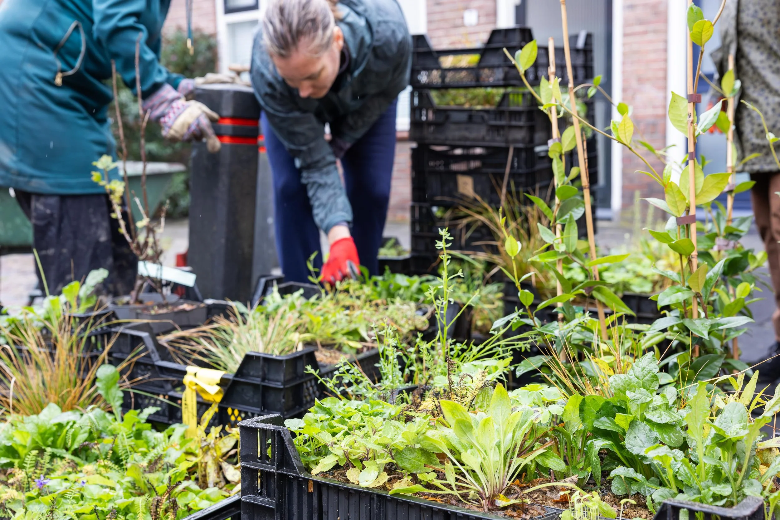 Hanne Hansen - Geveltuinactie Maassen LR-21.jpg