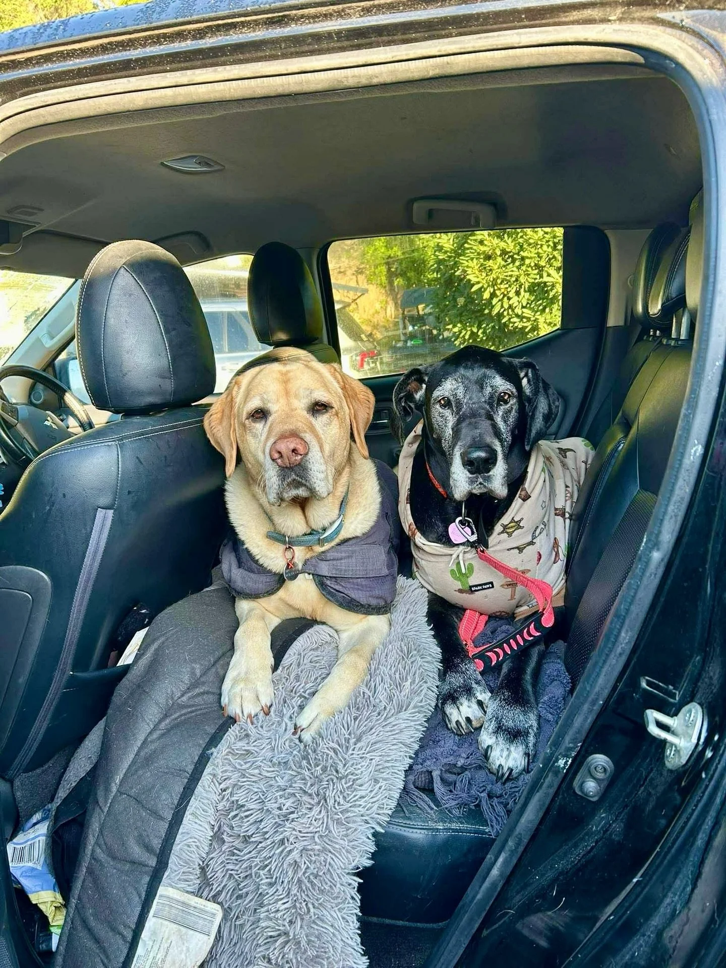 Looks like bacons husband Marshall is coming with us! He didn&rsquo;t want to leave her this morning 🥹 🐾 🫶

Off to Wallaga Lake we go!! 

Thank you to the amazing crew at @ingeniaholidays Eden Beachfront for always making us feel so welcome 🙏 lov