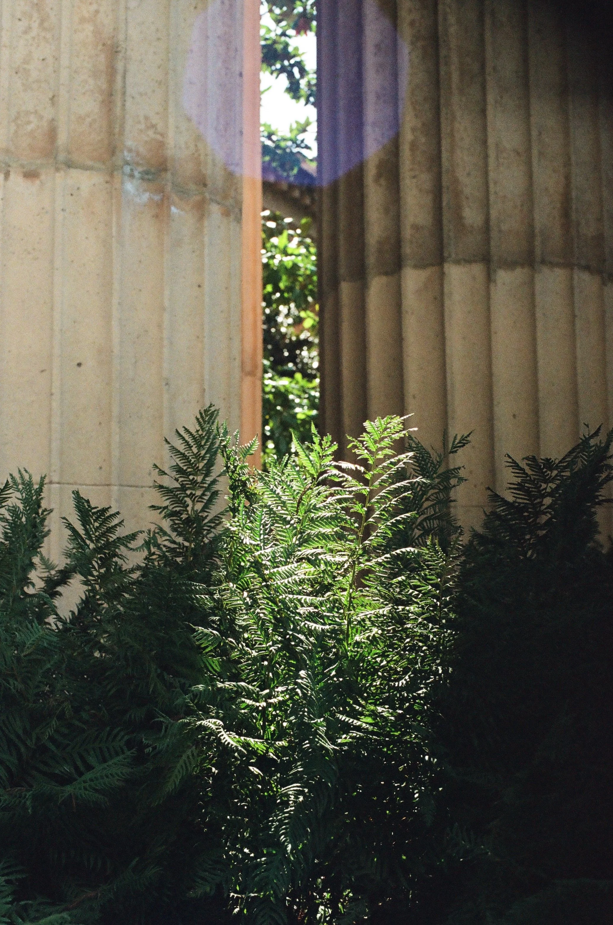 Shot on a Canon AE-1 Program Using Portra 800