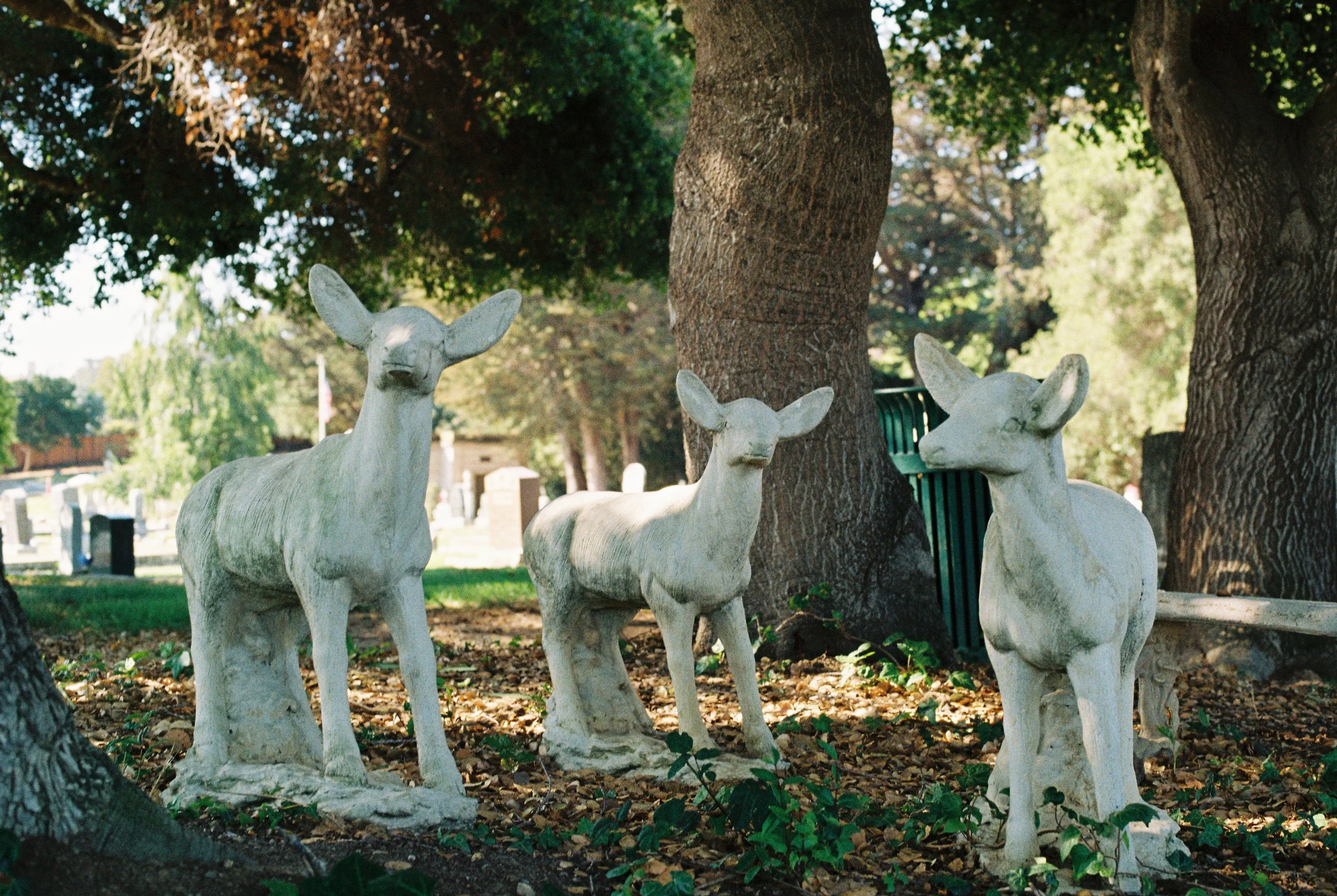 Shot on a Canon AE-1 Program Using Kodak Gold 200