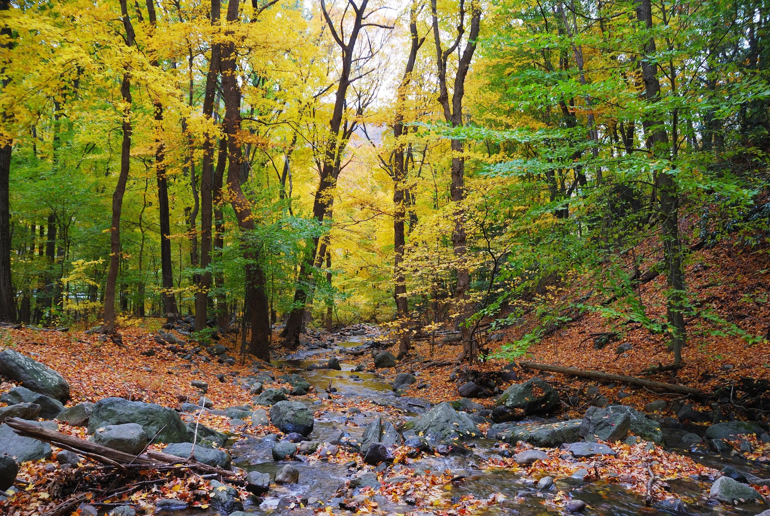 Forest Church Creation Retreat - “Life in all it’s fullness” (Year of Contemplation)