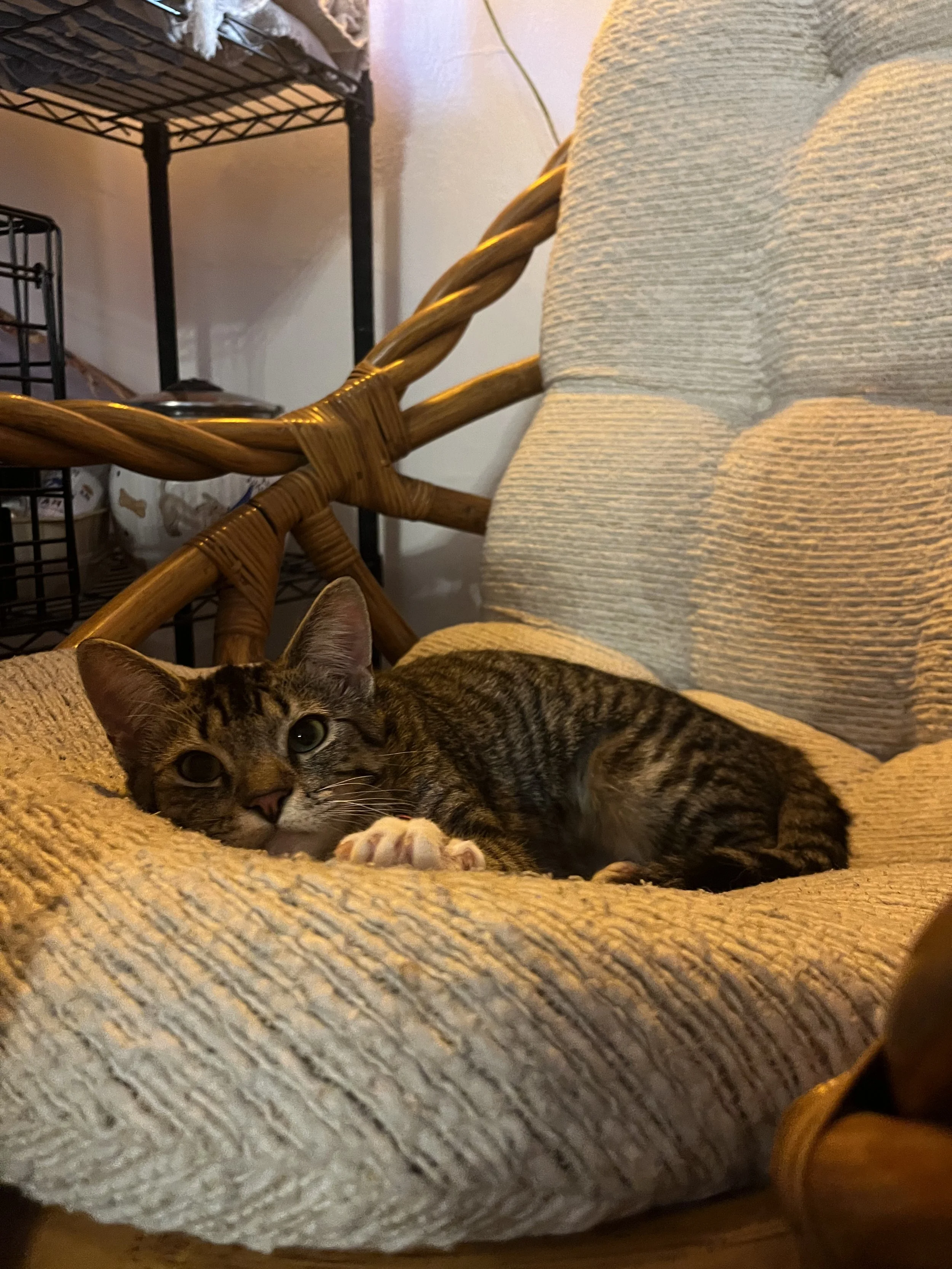 IMG_6548.jpeg