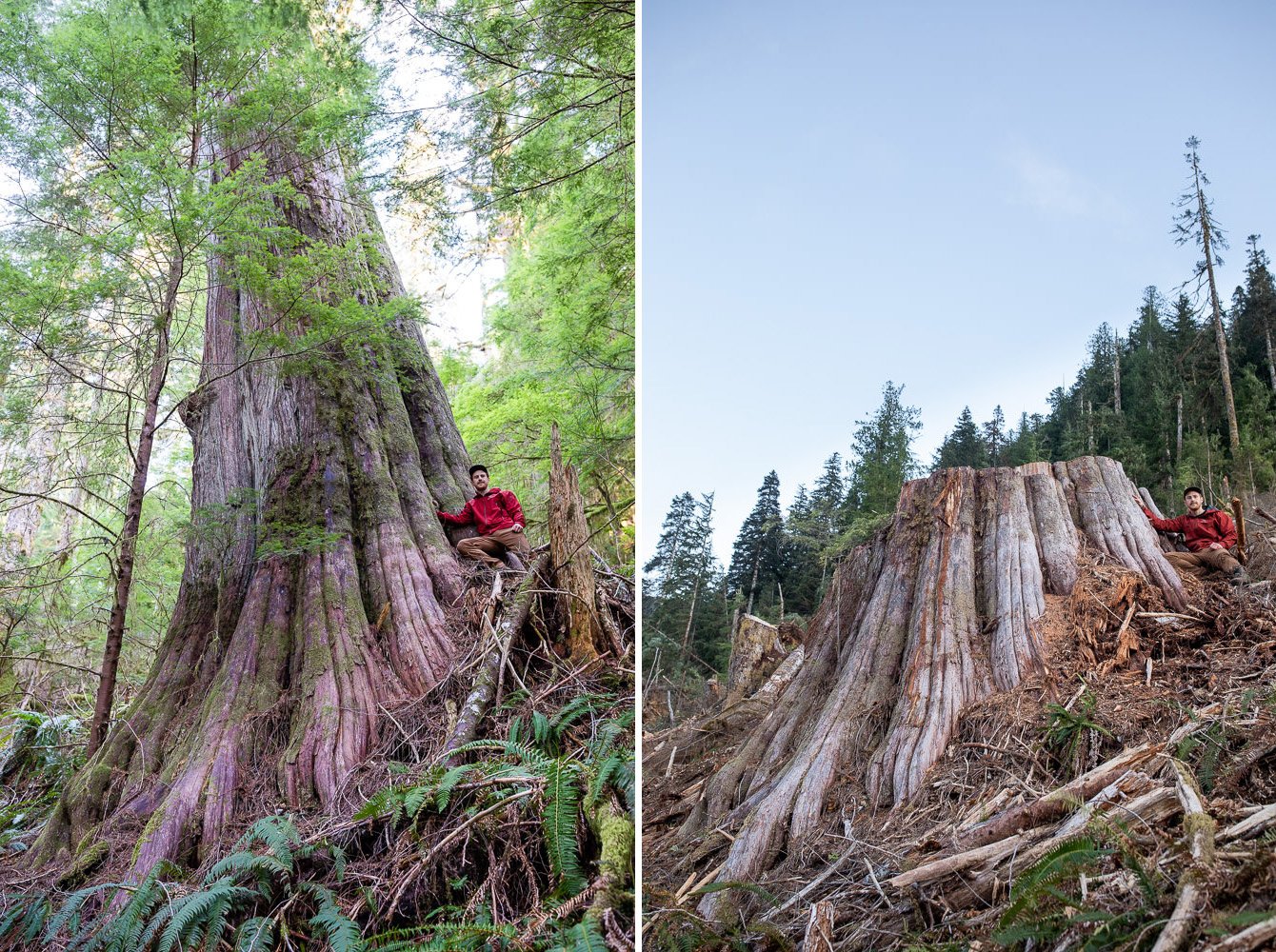 Protecting British Columbia’s Ancient Forests with TJ Watt