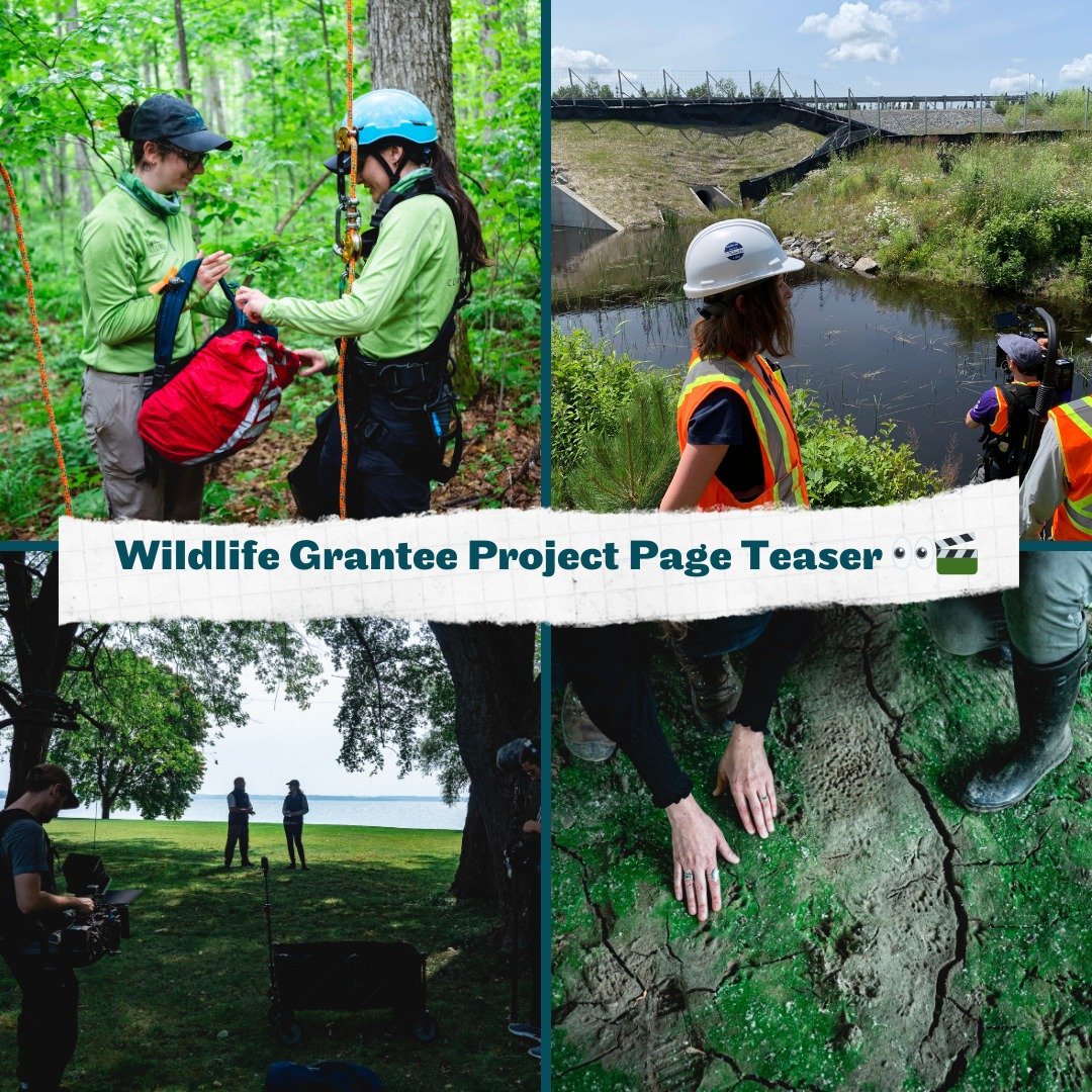 🌿 Exciting news! We&rsquo;re launching a new project page highlighting one of 2022&rsquo;s standout wildlife initiatives funded by The Trebek Initiative! 🎥✨

In collaboration with the Nature Conservancy of Canada, our grantee is creating six impact