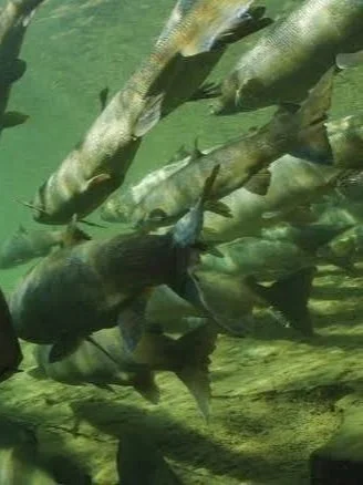 Atlantic salmon underwater