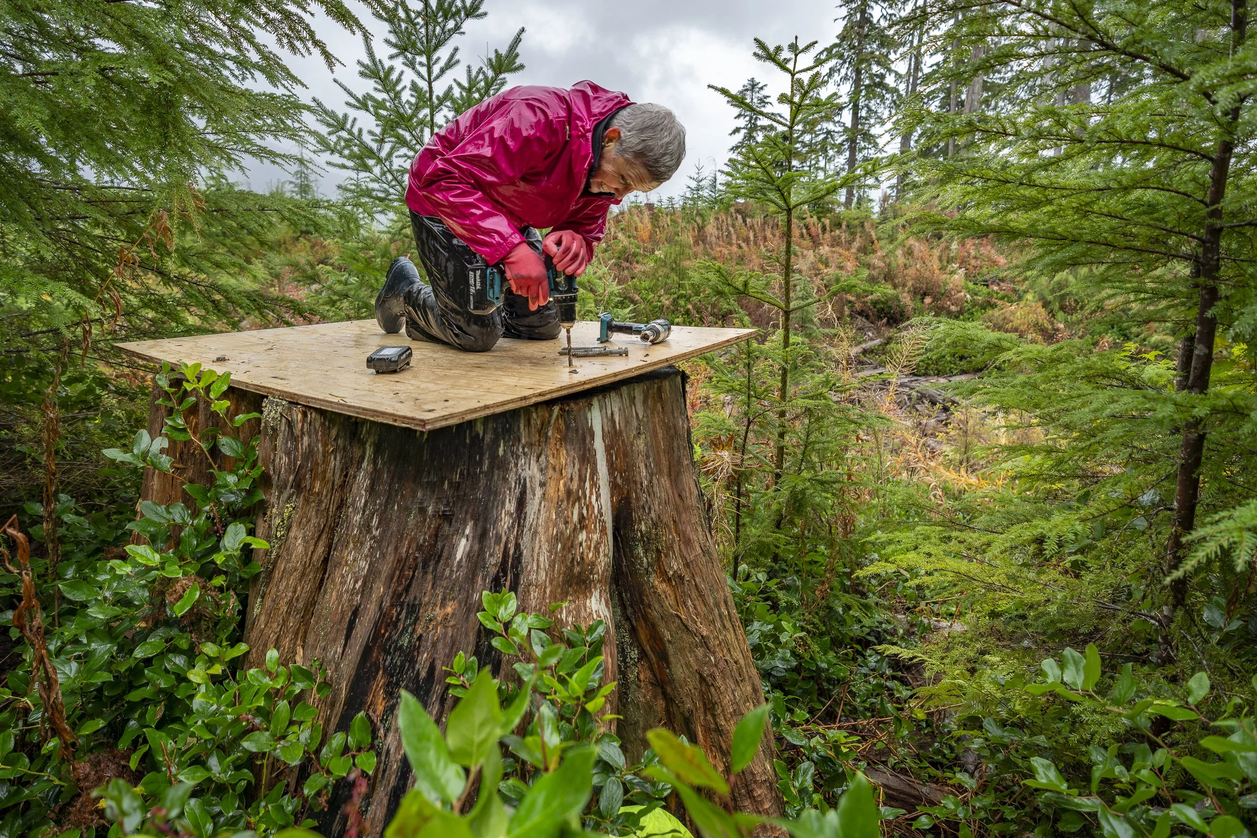 Bear biologist Helen Davis builds a temporary den in the remains of an old-growth stump on Vancouver Island. Known as “stump dens,” these structures can provide shelter as natural den sites diminish, but the stumps eventually rot away.