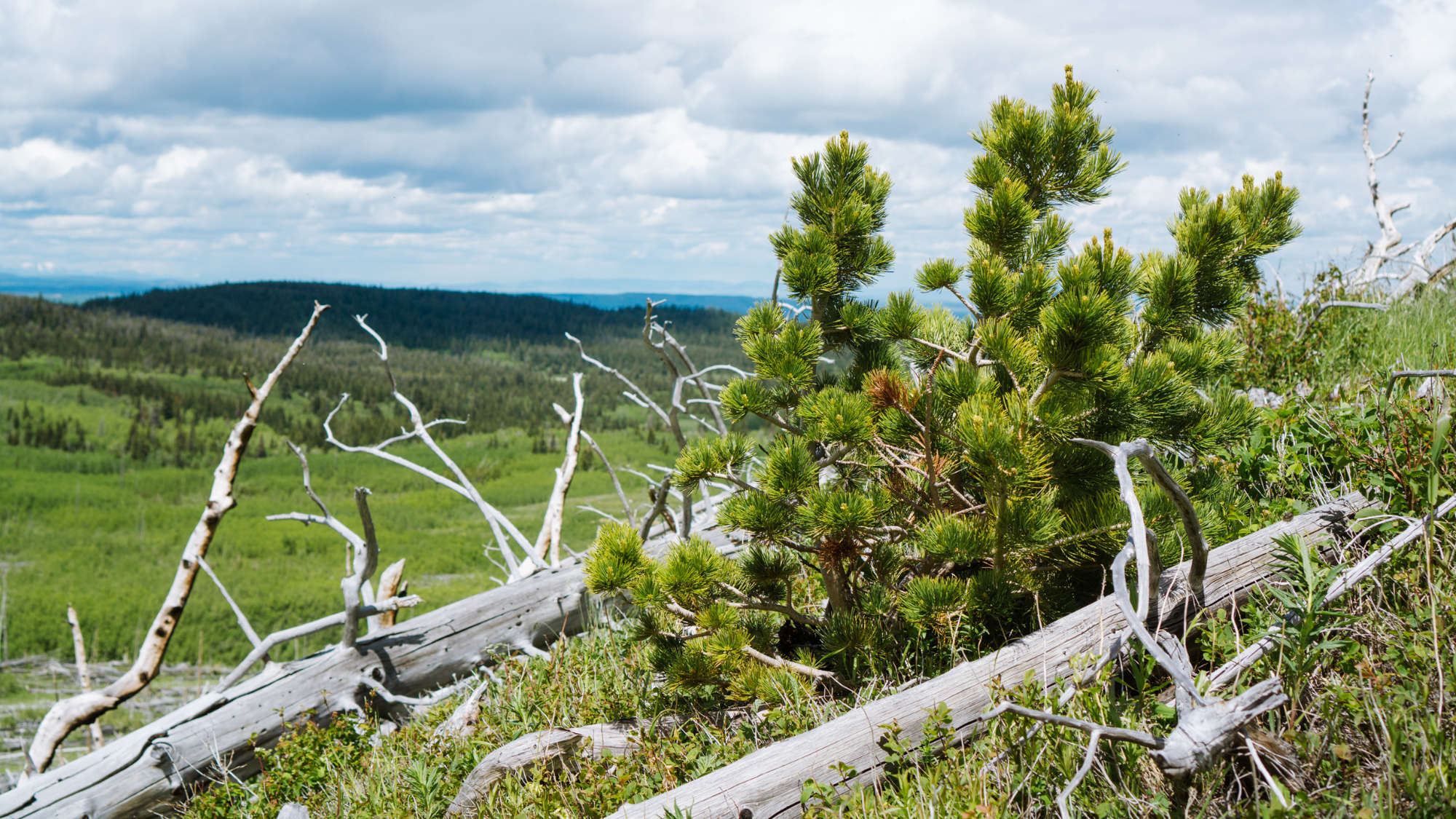 Un jeune pin à écorce blanche pousse parmi des arbres tués par le feu. Même dans les zones les plus sévèrement touchées, de nouvelles forêts peuvent s’établir, mais leur succès dépend de facteurs tels que la disponibilité des graines, le climat et le