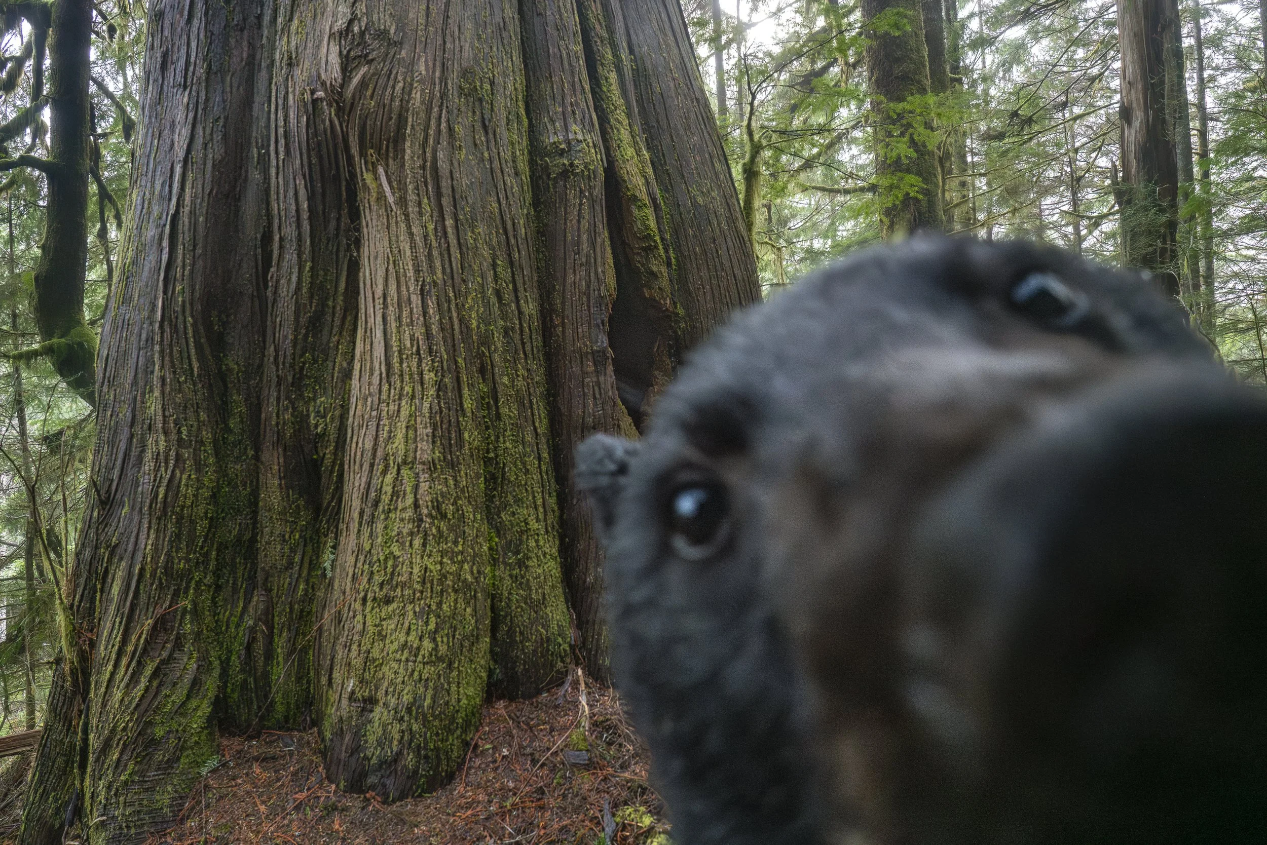 A curious black bear investigates one of Ryan Tidman’s remote cameras. Directly behind it is a den cavity in an old-growth cedar, one of the sites monitored during the three-year project.
