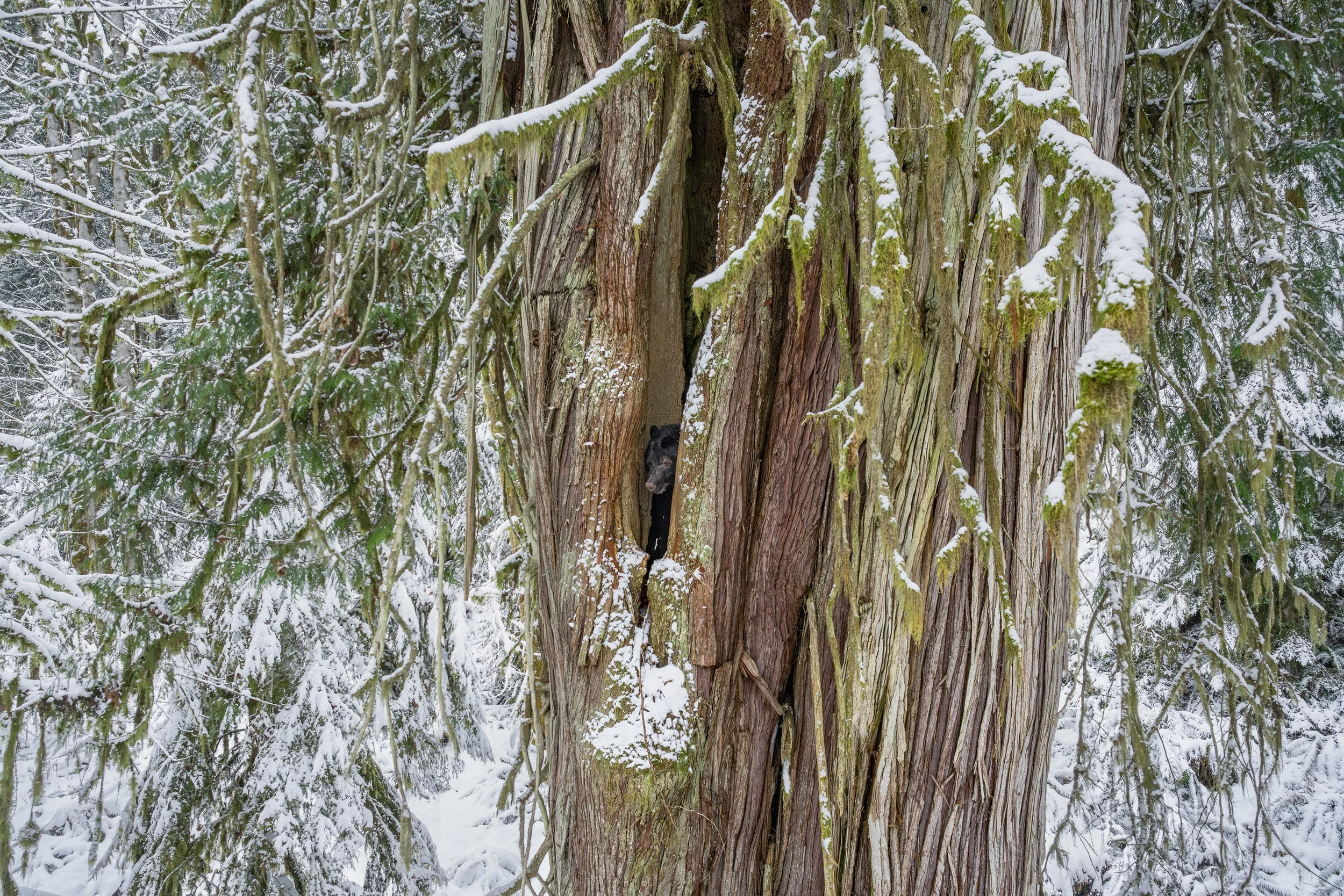 Nearly 30 feet above the forest floor, a black bear looks out at fresh snow from its arboreal den in a massive old-growth cedar. Trees must reach an exceptional size before cavities can become large enough to shelter a bear through winter.
