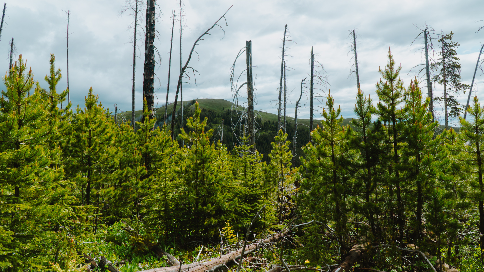 De jeunes pins émergent parmi les arbres morts dans le col Crowsnest. Ces arbres offrent un aperçu de ce à quoi pourrait ressembler la prochaine génération de forêt et aident les chercheurs à comprendre où la régénération a le plus de chances de réus
