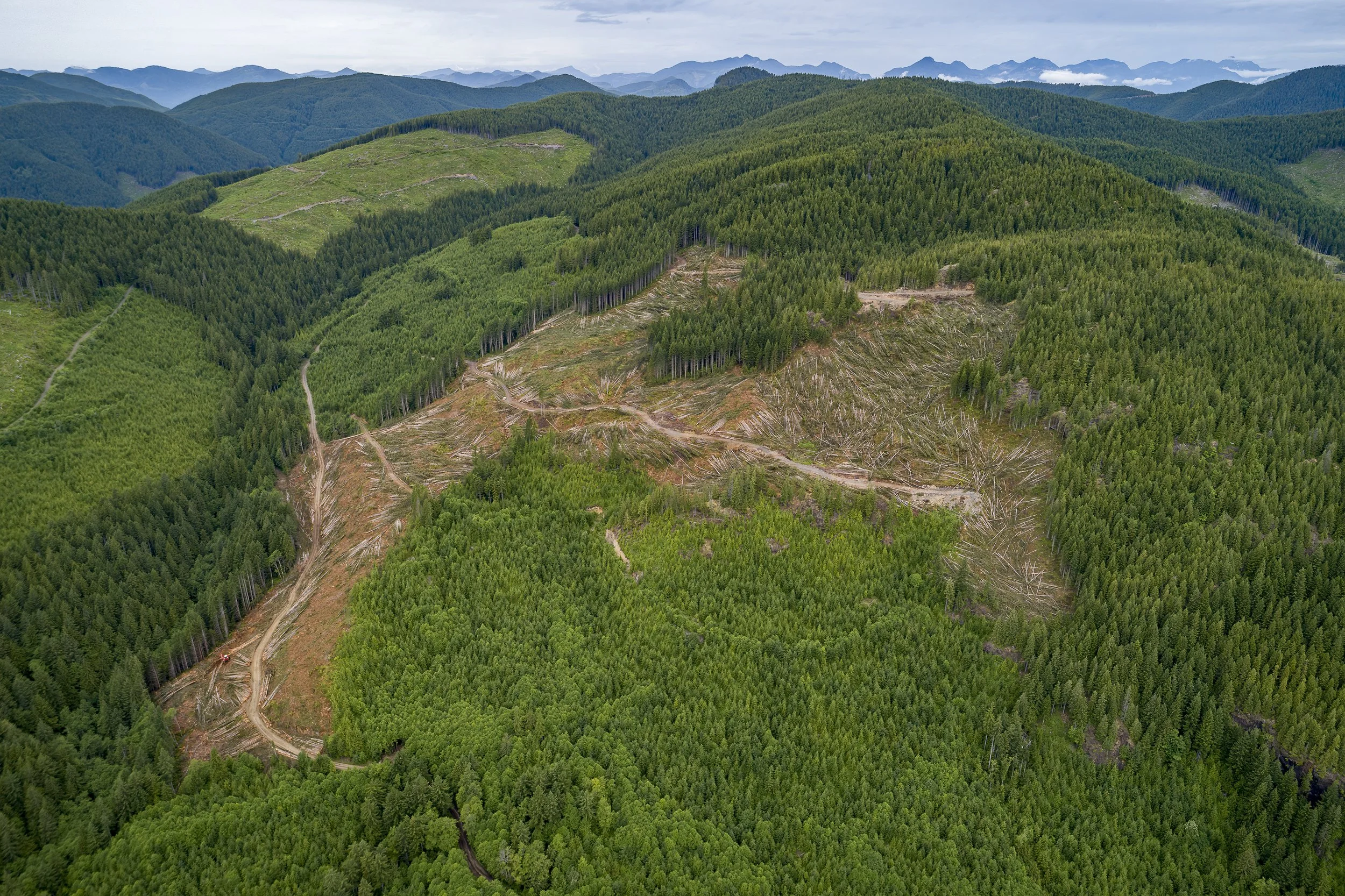 Cutblocks and logging roads cut across Vancouver Island's forested landscape. When loggers remove old-growth trees, the den cavities that black bears rely on for winter shelter can disappear with them.