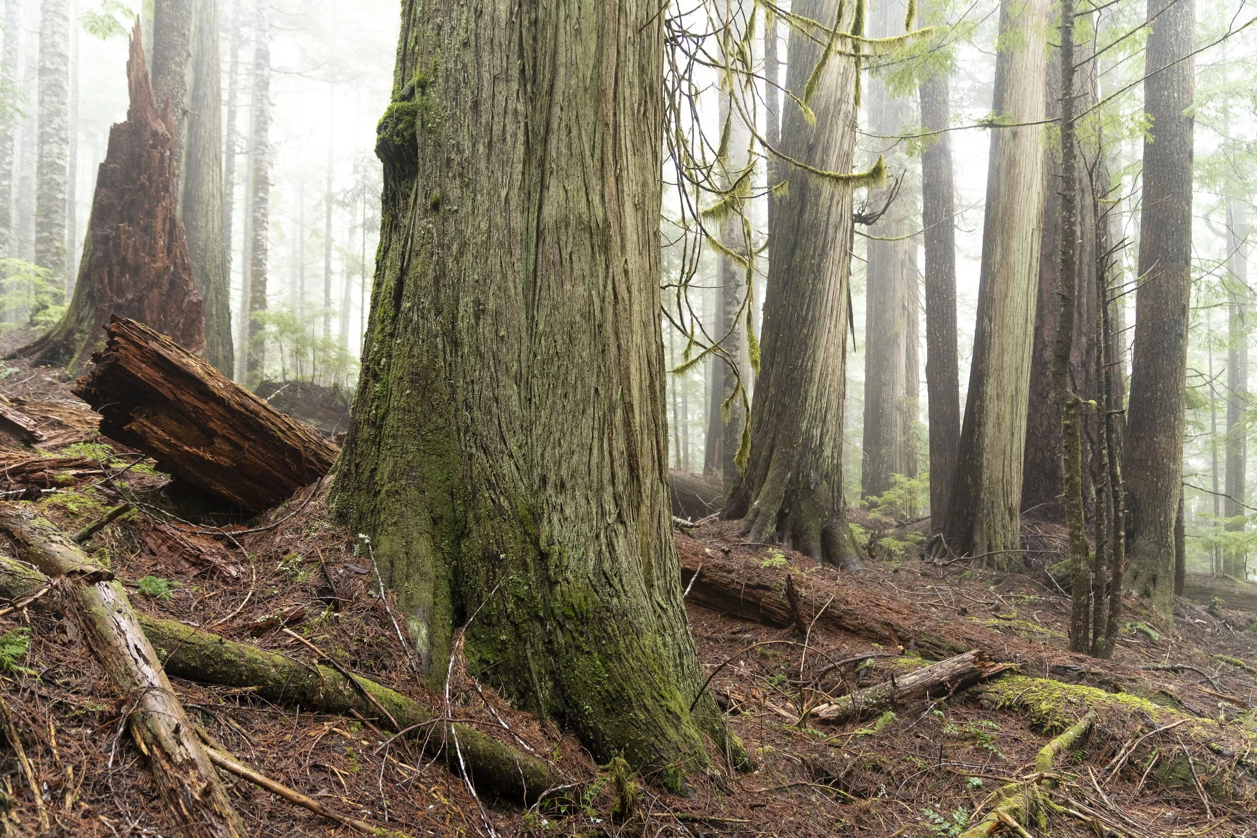 An old-growth forest on Vancouver Island is shrouded in early-morning mist. These forests contain large, hollow trees that black bears use for winter dens.
