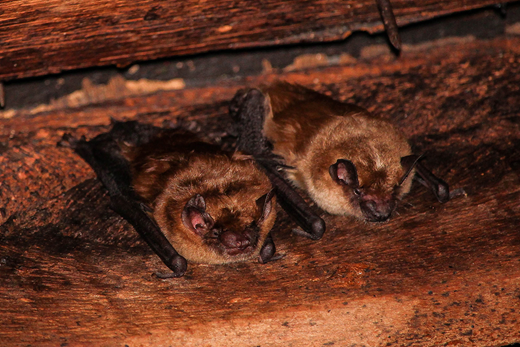 Bats roosting inside a bat box
