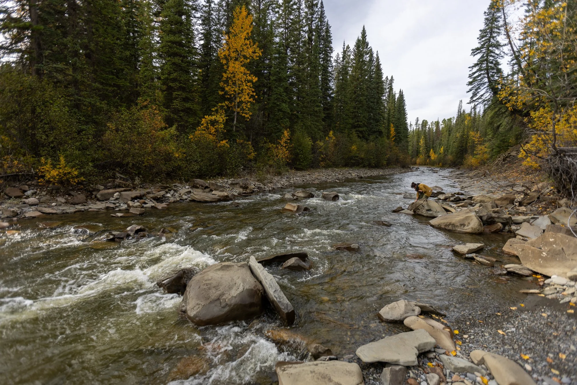 The team tracks the shifting chemistry of these waters, measuring the slow process of recovery in logged watersheds.
