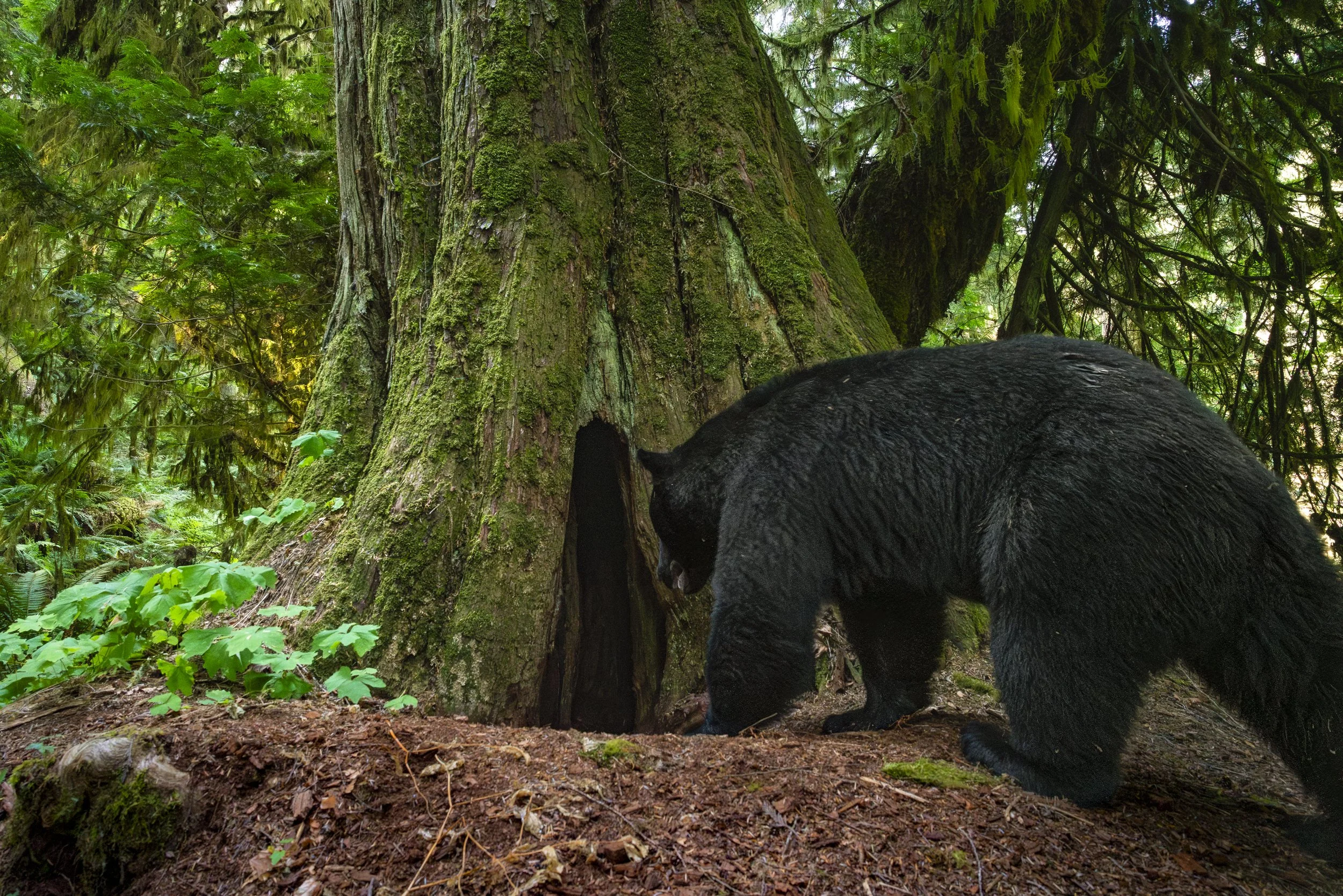 A black bear enters a den cavity at the base of an old-growth yellow cedar. A mound of earth at the entrance has accumulated through years of excavation and use.
