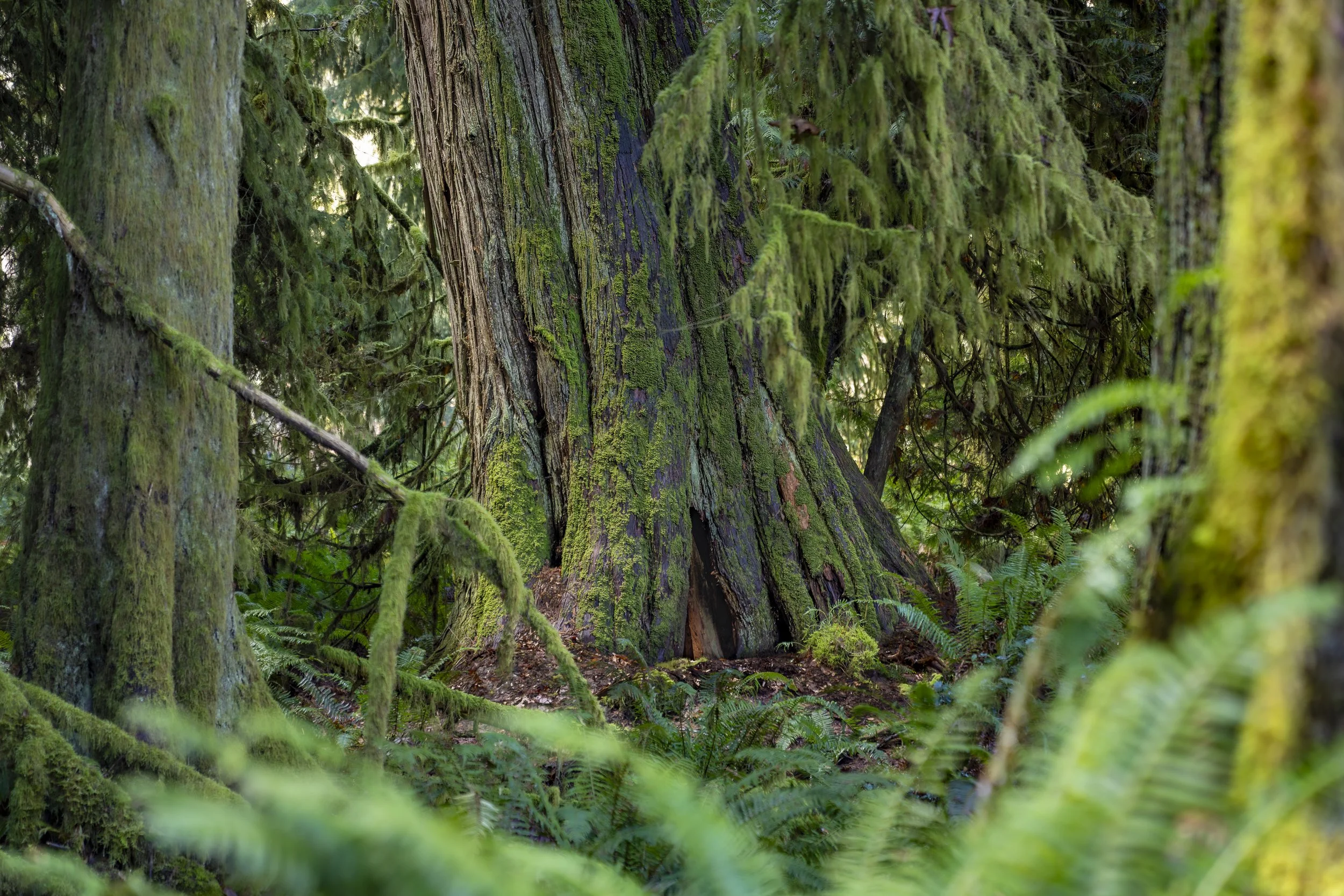 An old-growth cedar dwarfs the surrounding trees on Vancouver Island. At its base, a cavity provides sheltered space for a black bear to spend the winter.