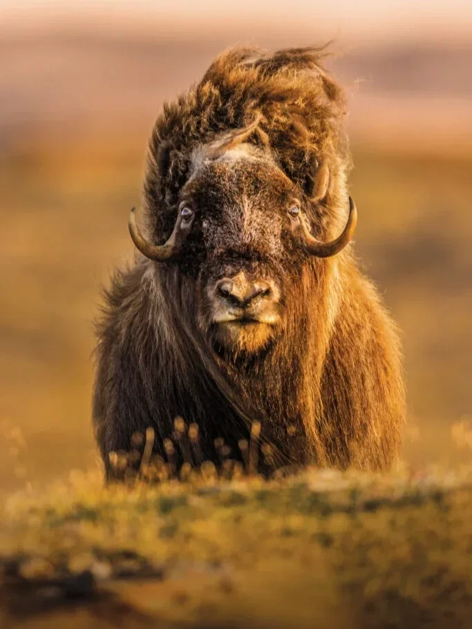 Muskox on the tundra